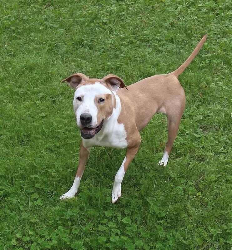 Layla, Adoptable, Young Female Terrier.