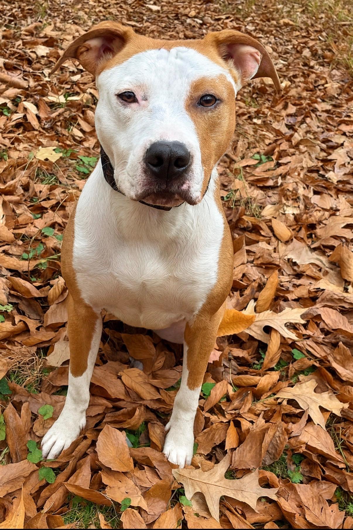 Enlarge Layla, an adopted mixed breed in Waldorf, MD image 2/2