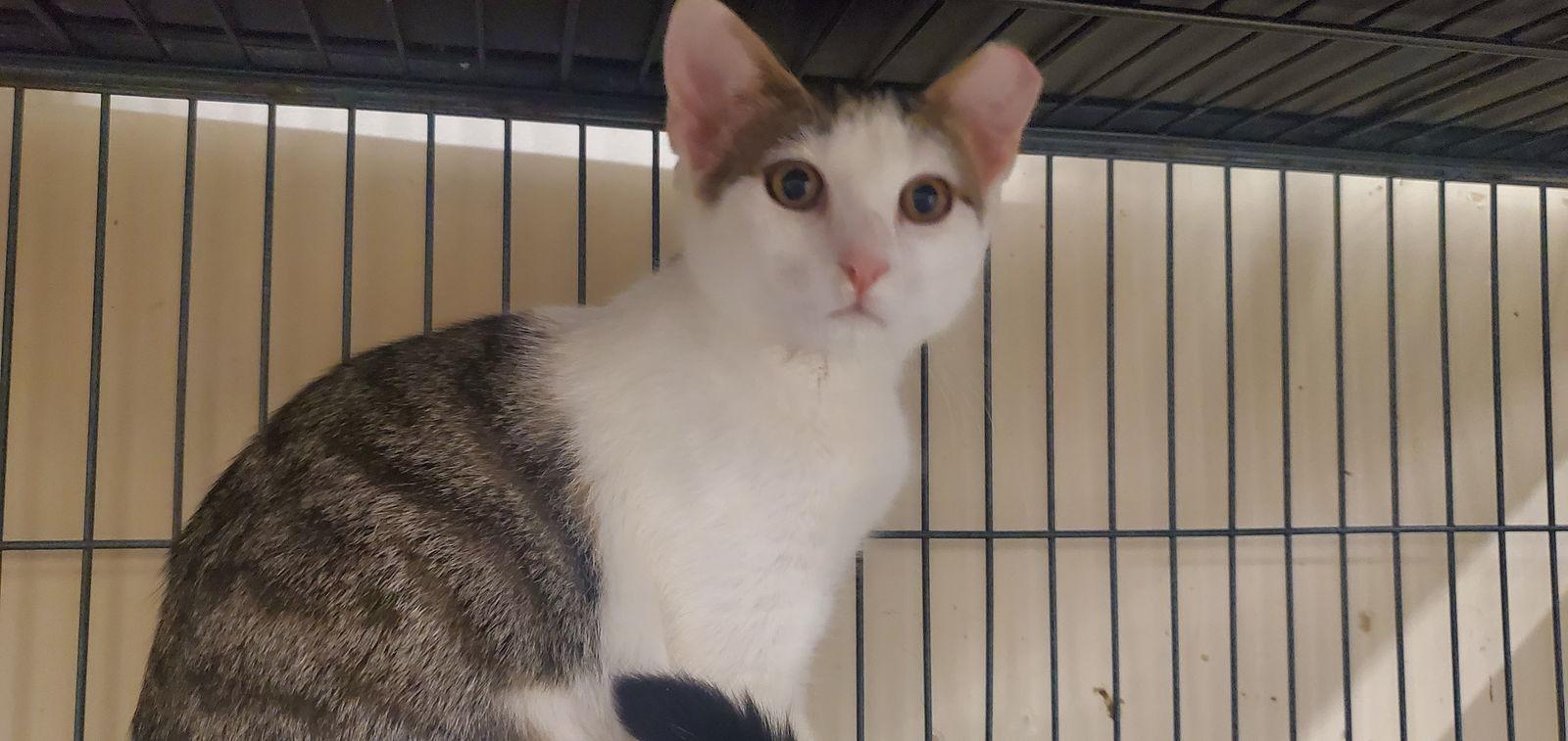 BABY, Adoptable, Adult Female Domestic Short Hair.