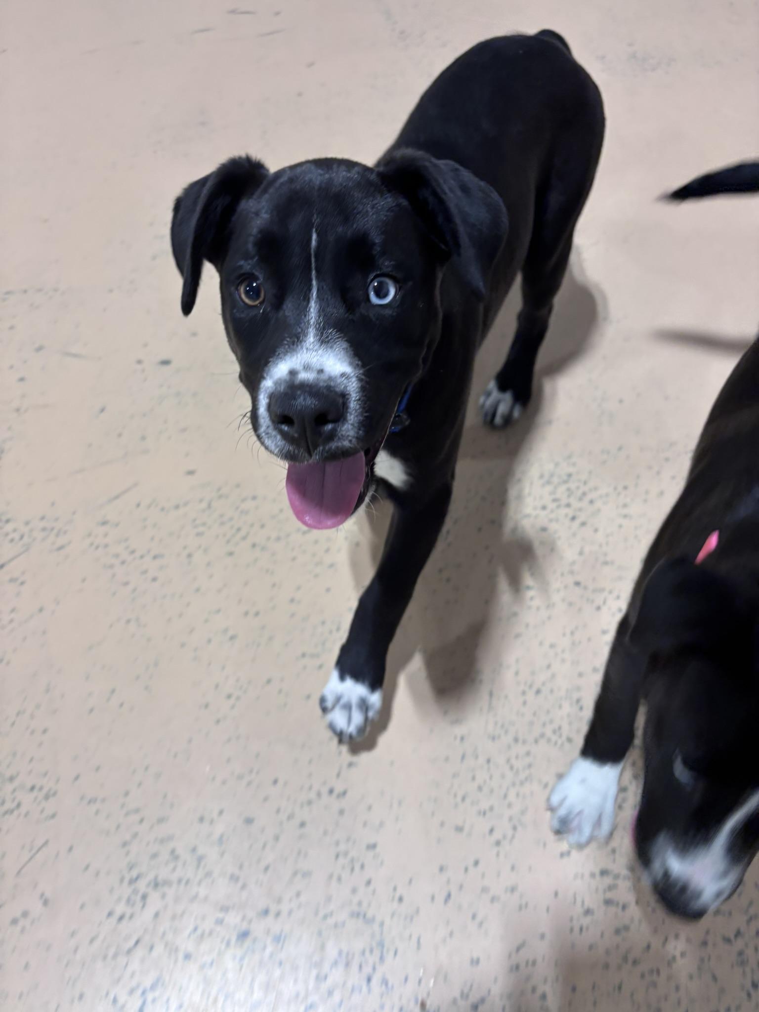 Bobby, Adoptable, Puppy Male Pit Bull Terrier.