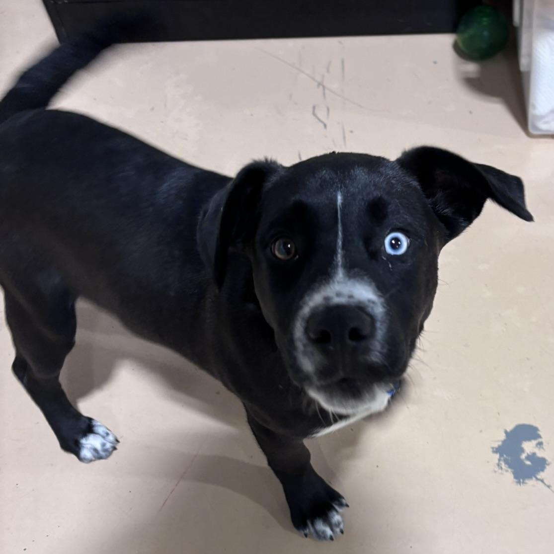 Enlarge Bobby, a Adoptable mixed breed in Pembroke, MA image 4/4