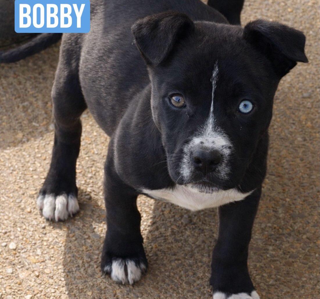 Enlarge Bobby, a Adoptable mixed breed in Pembroke, MA image 3/4