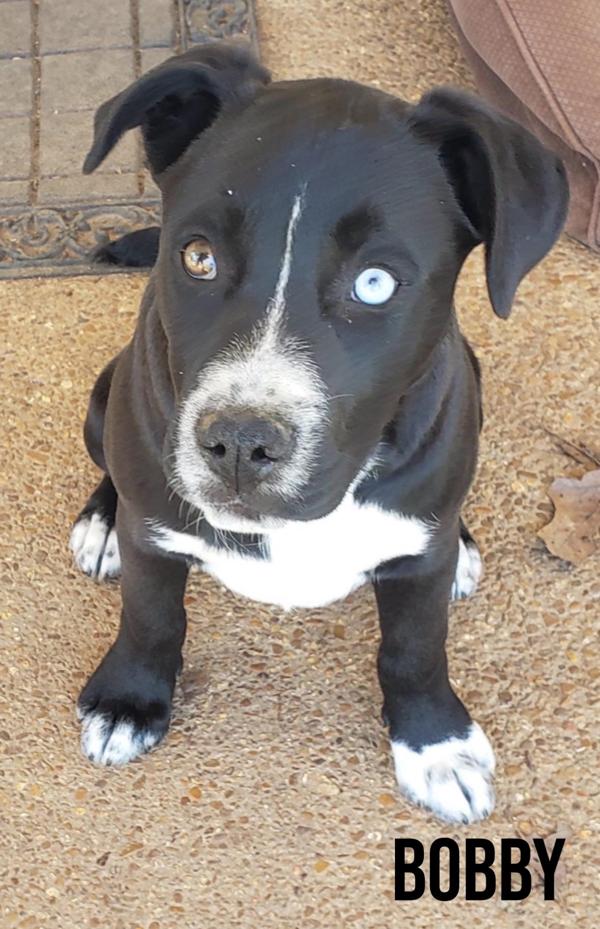 Enlarge Bobby, a Adoptable mixed breed in Pembroke, MA image 2/4