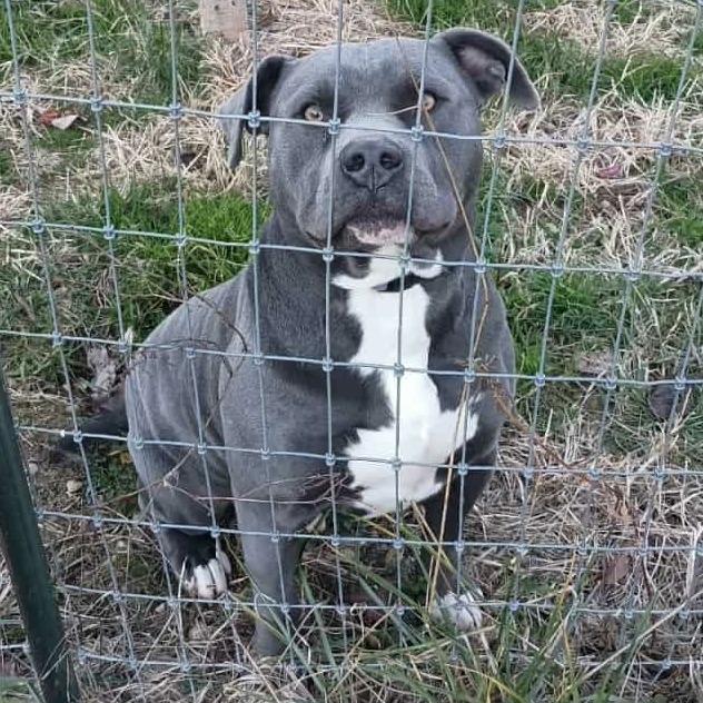 Enlarge Blue, a Adoptable mixed breed in Lancaster, OH image 1/1