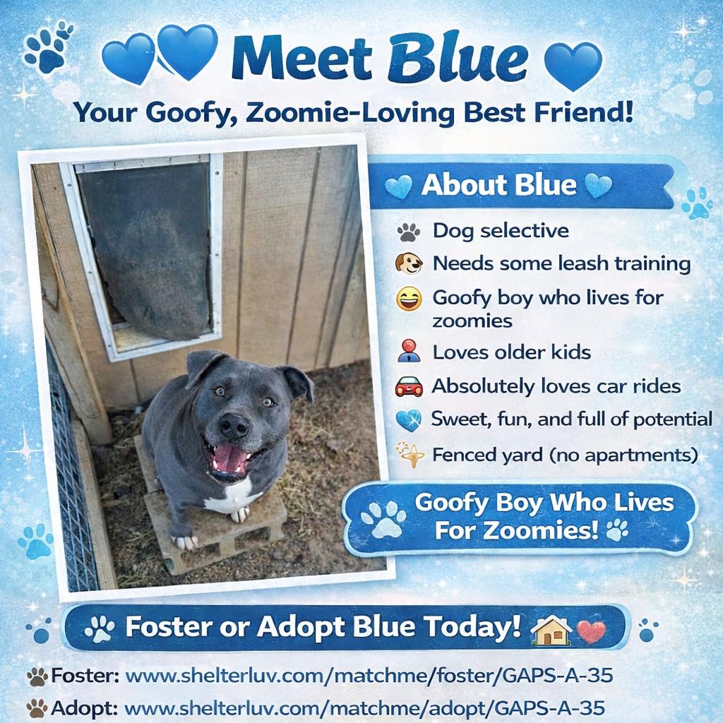 Enlarge Blue, a Adoptable mixed breed in Lancaster, OH image 2/4