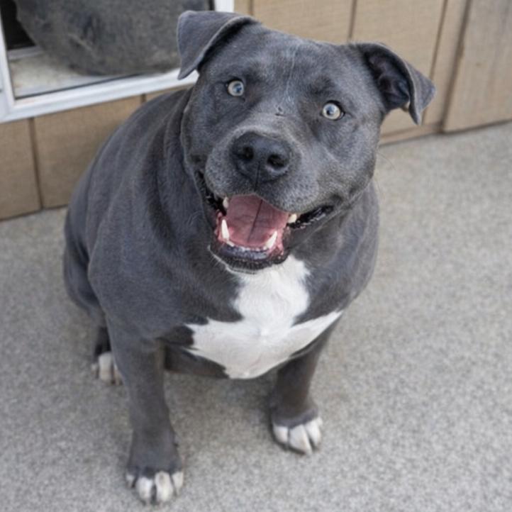 Enlarge Blue, a Adoptable mixed breed in Lancaster, OH image 4/4