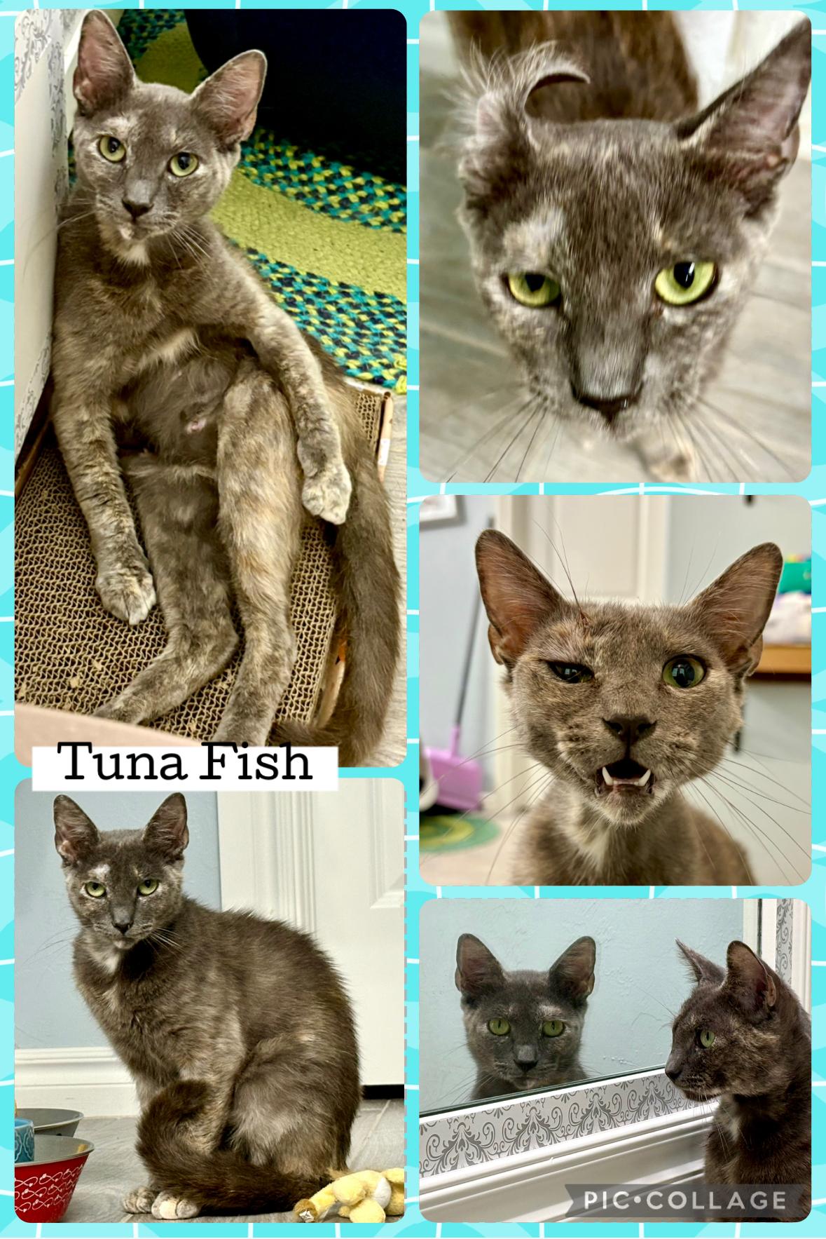 TUNA FISH, an adoptable Dilute Tortoiseshell in Lawton, OK, 73505 | Photo Image 1