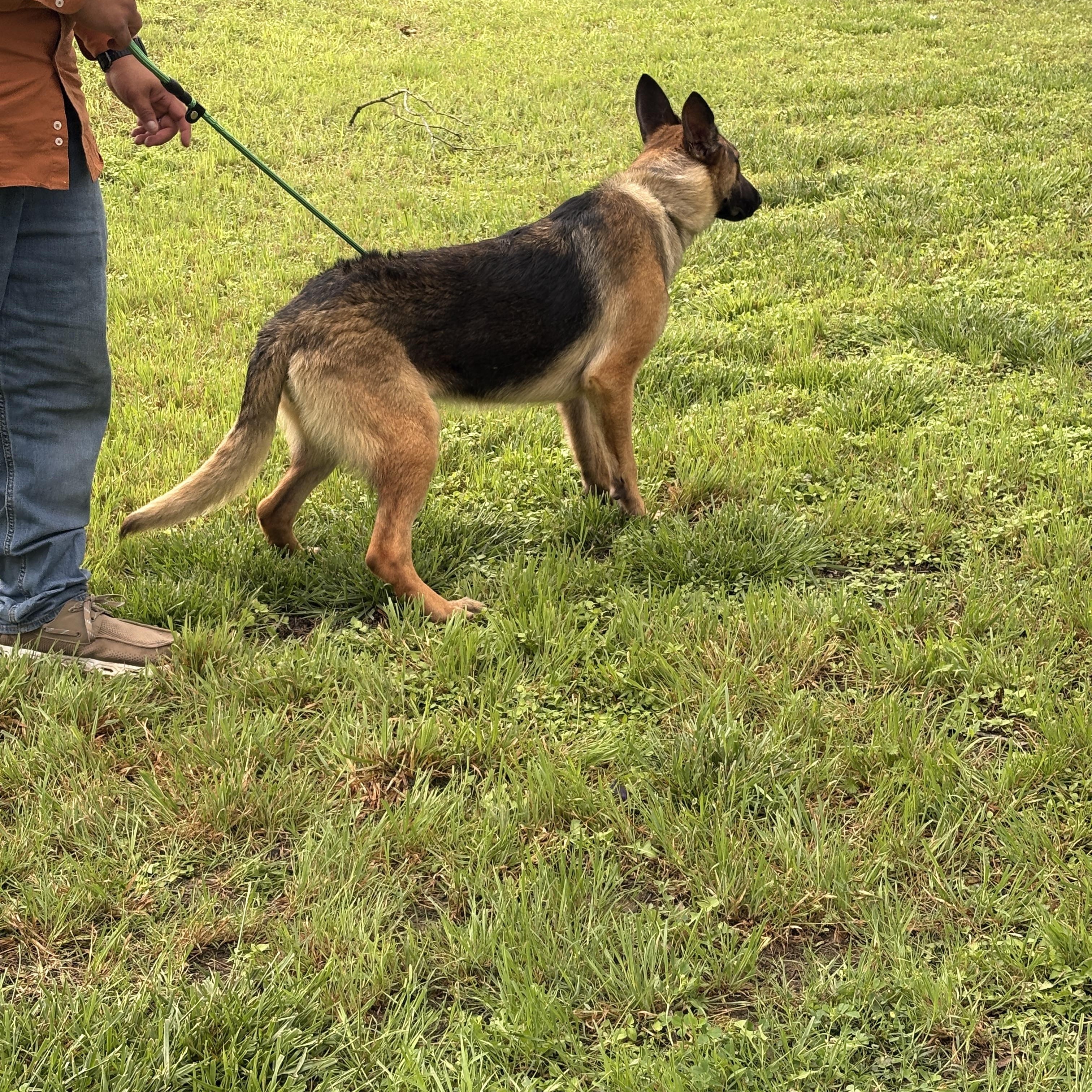 Enlarge Shelly, a ADOPTABLE German Shepherd Dog in Dallas, TX image 2/5