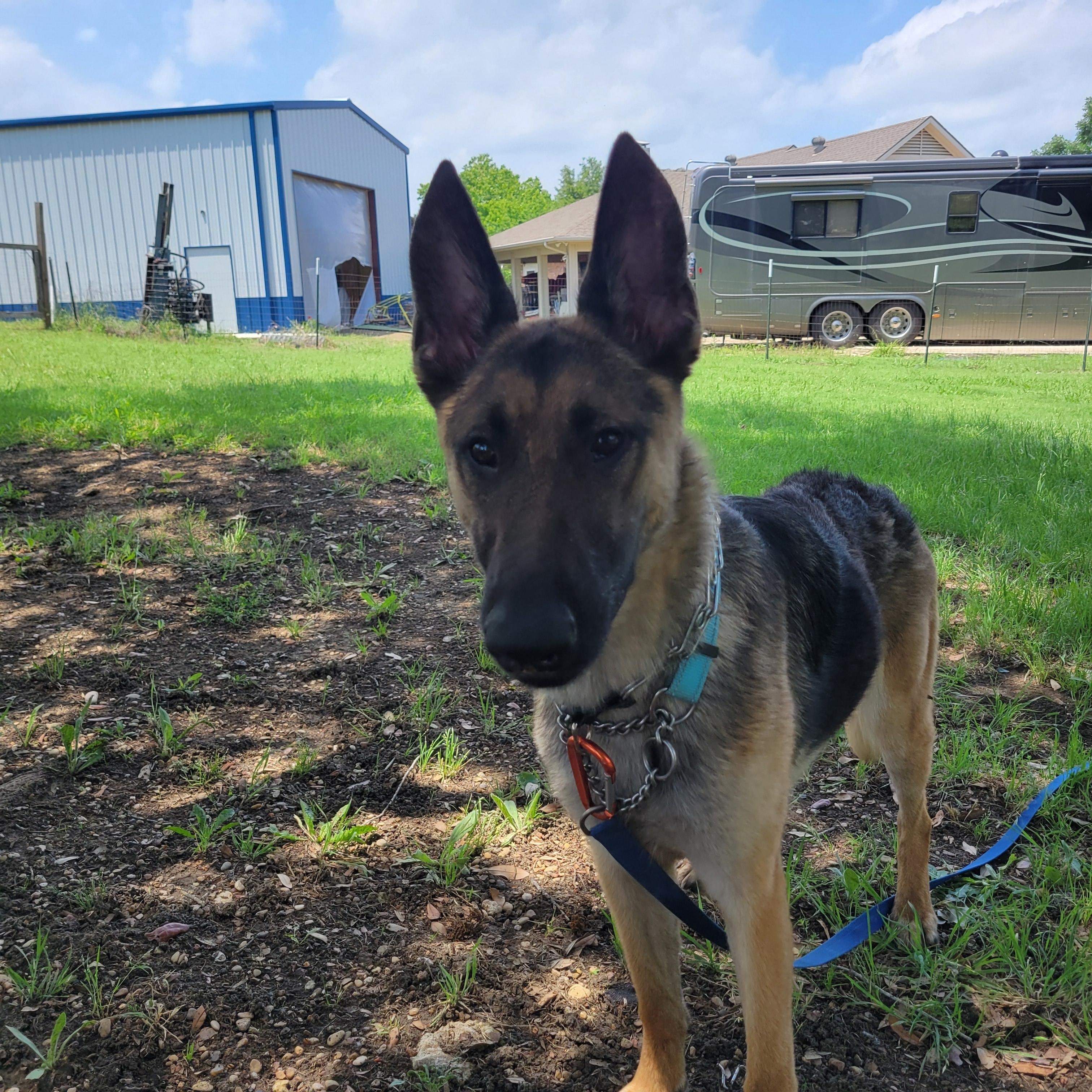 Enlarge Shelly, a ADOPTABLE German Shepherd Dog in Dallas, TX image 3/5