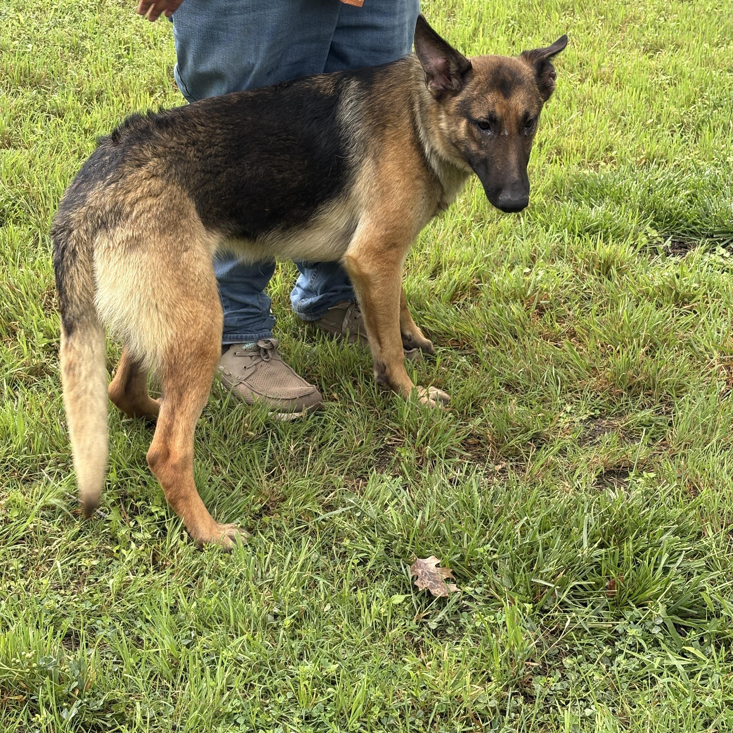 Enlarge Shelly, a ADOPTABLE German Shepherd Dog in Dallas, TX image 4/5