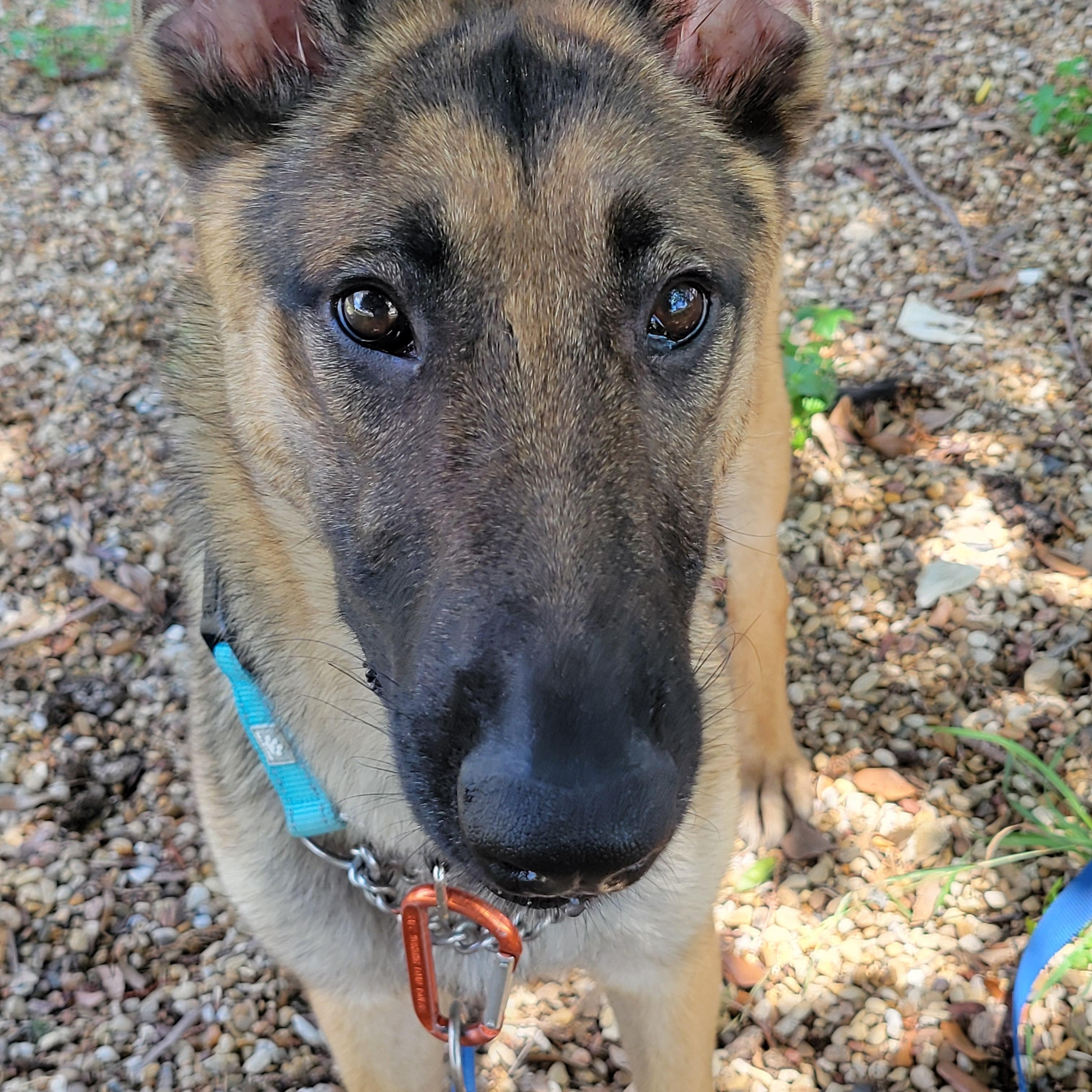 Shelly, ADOPTABLE, Young Female German Shepherd Dog.