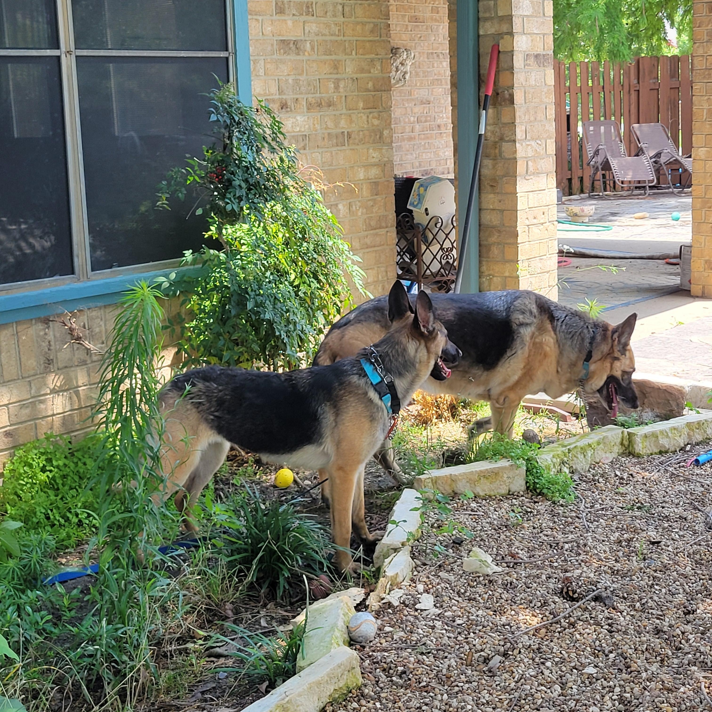 Enlarge Shelly, a ADOPTABLE German Shepherd Dog in Dallas, TX image 5/5