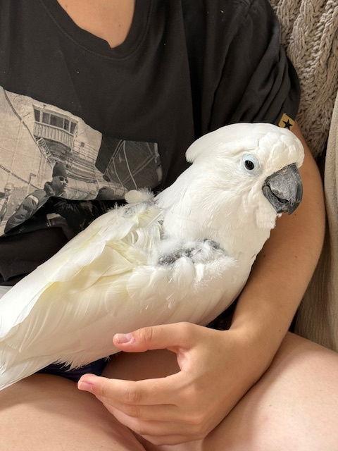 Soki, Adoptable, Adult Male Cockatoo.