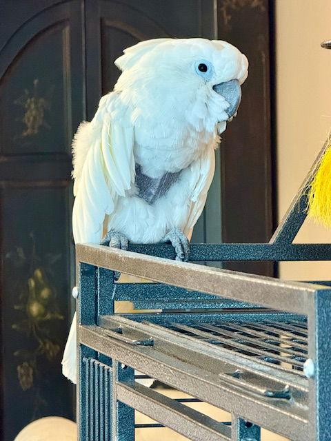 Enlarge Soki, a Adoptable Cockatoo in Belford, NJ image 2/3