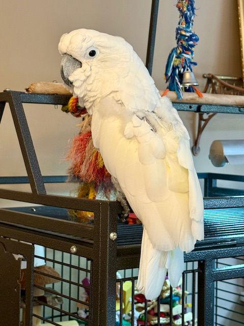 Enlarge Soki, a Adoptable Cockatoo in Belford, NJ image 3/3