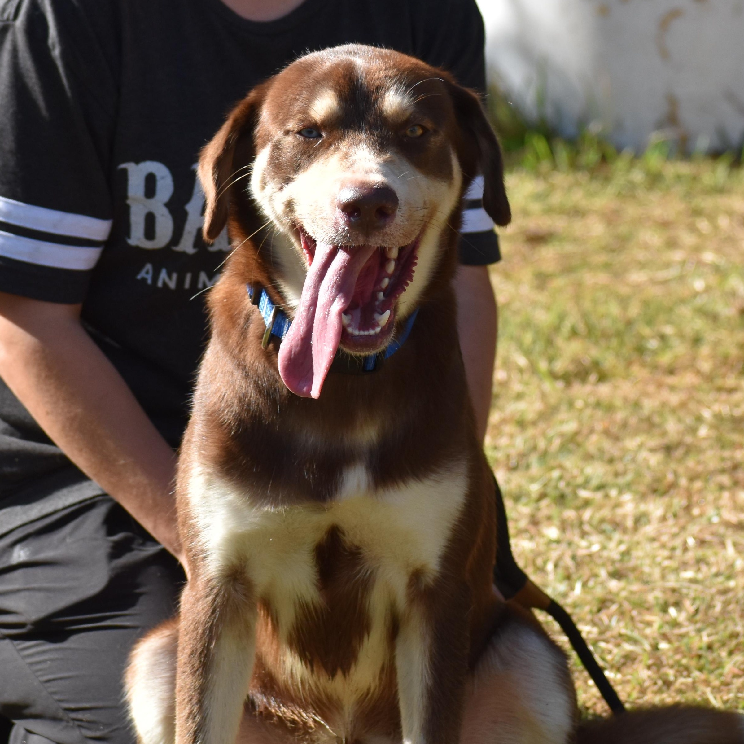 Enlarge Leo Messi, a ADOPTABLE mixed breed in Brooklyn, NY image 2/5