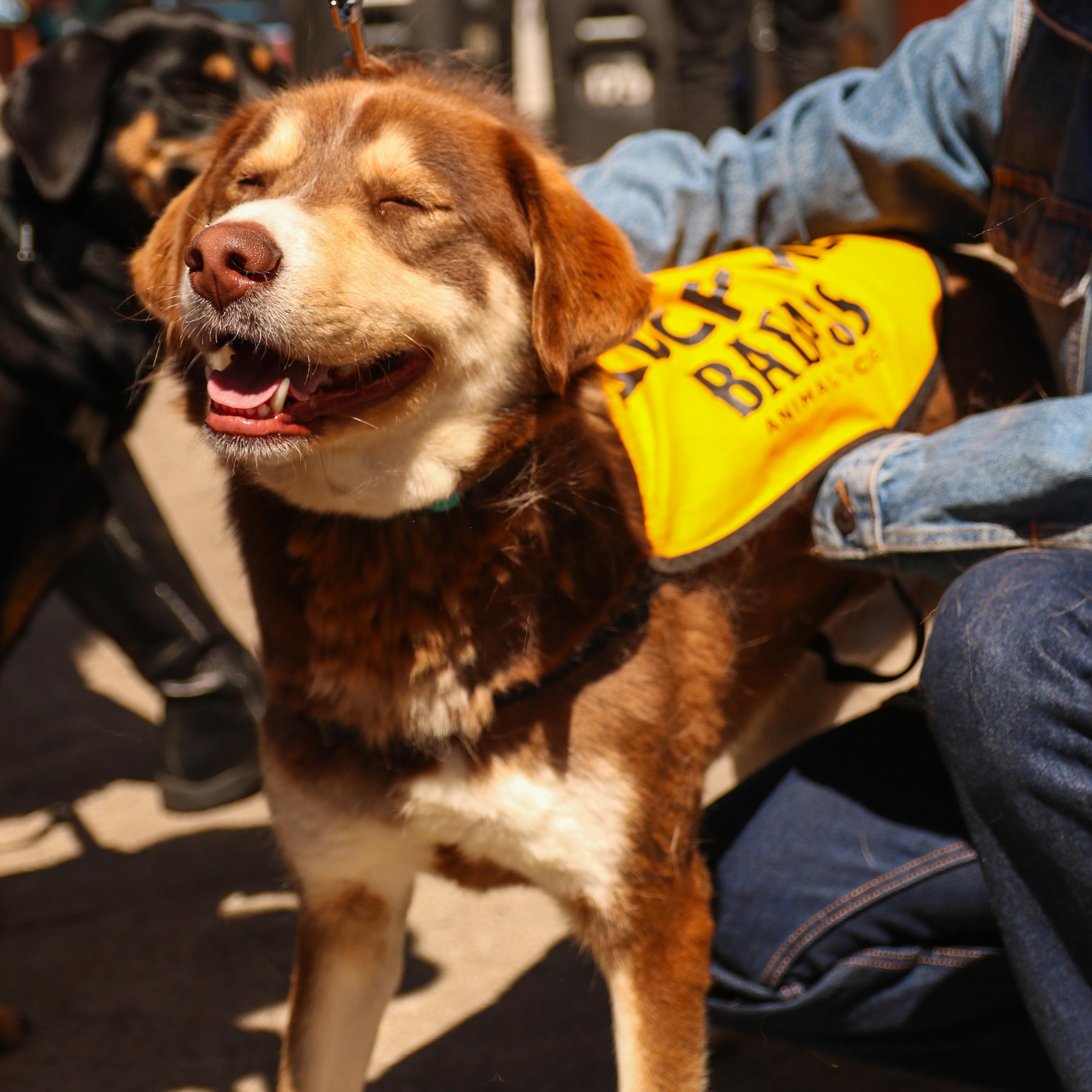 Enlarge Leo Messi, a ADOPTABLE mixed breed in Brooklyn, NY image 4/5