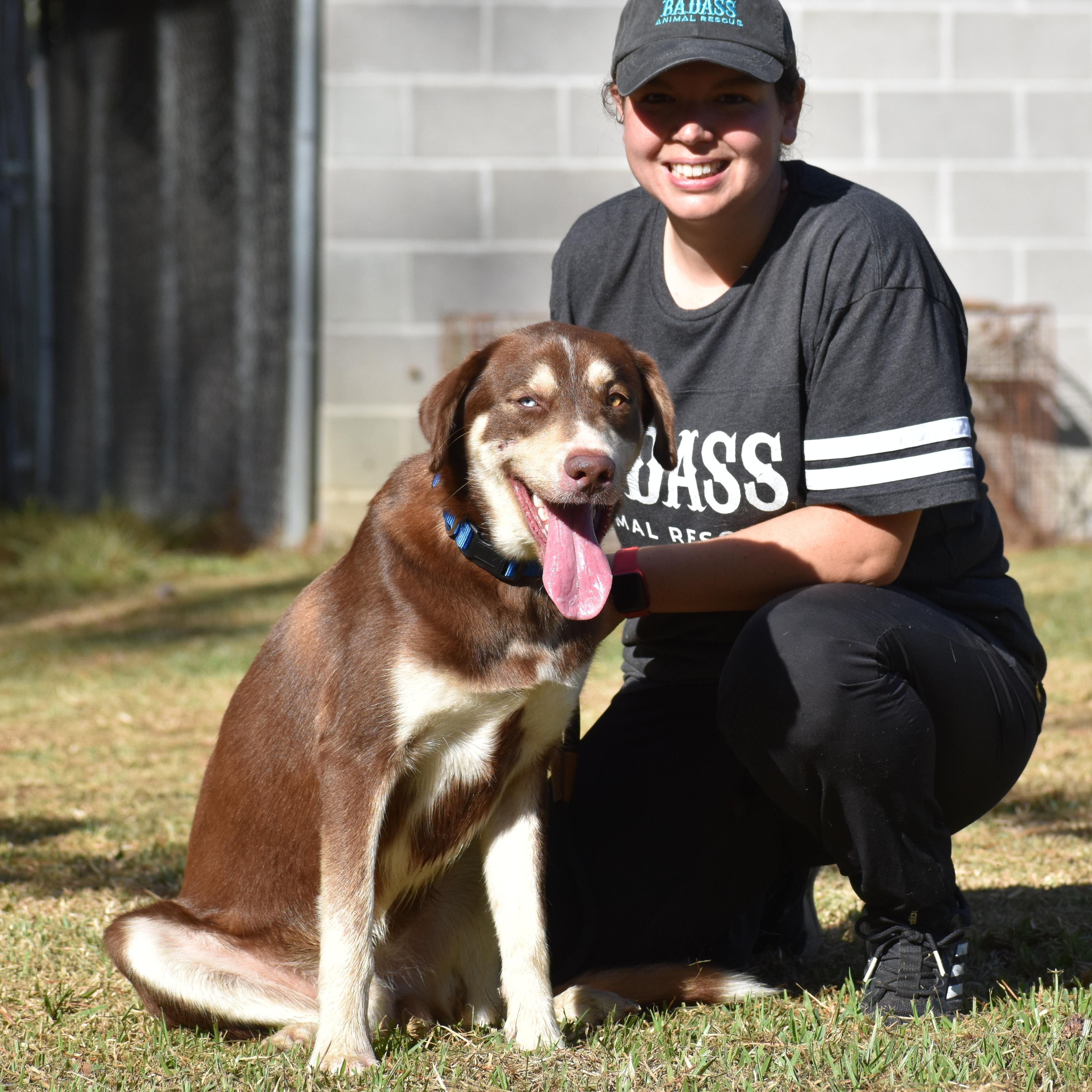Enlarge Leo Messi, a ADOPTABLE mixed breed in Brooklyn, NY image 3/5