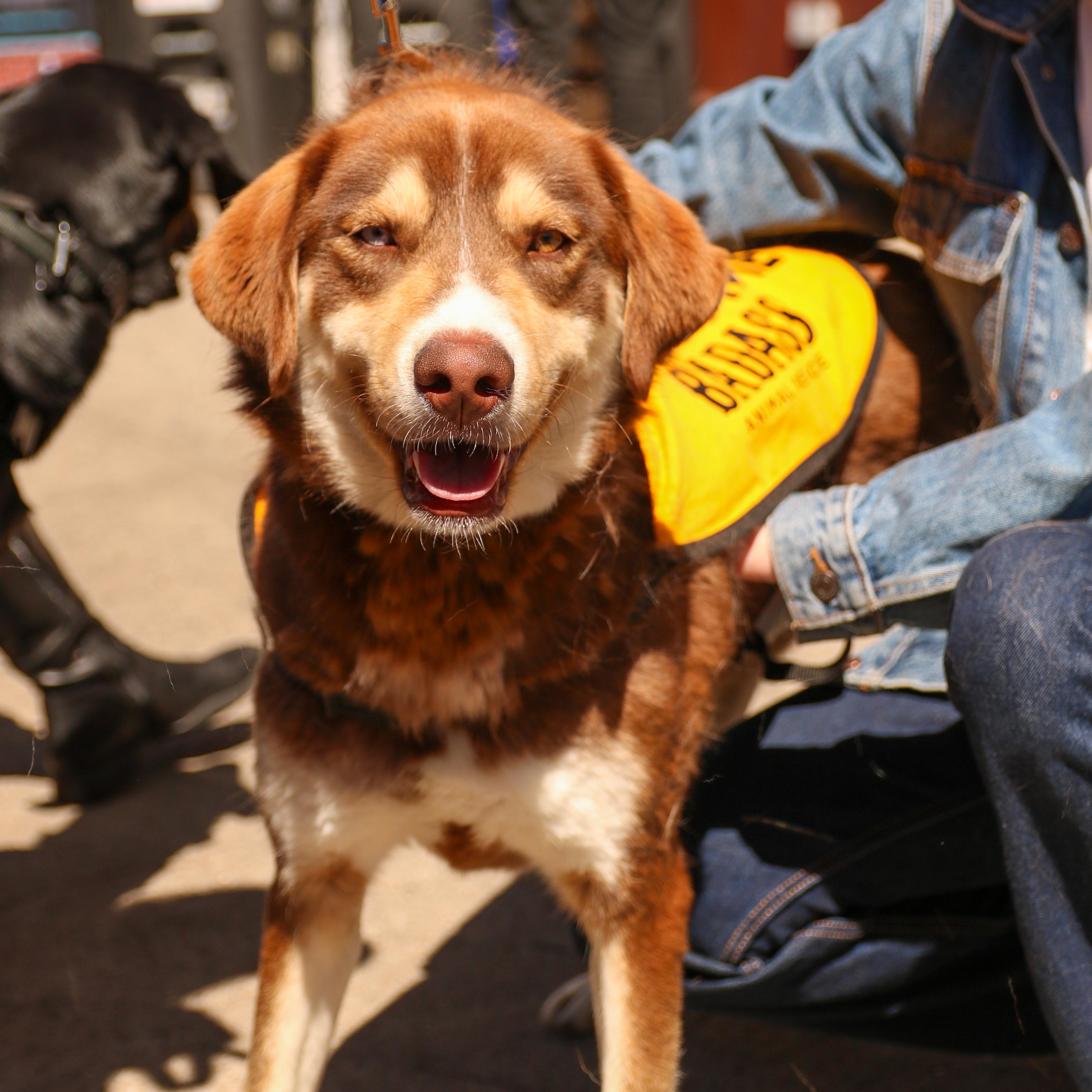 Enlarge Leo Messi, a ADOPTABLE mixed breed in Brooklyn, NY image 5/5