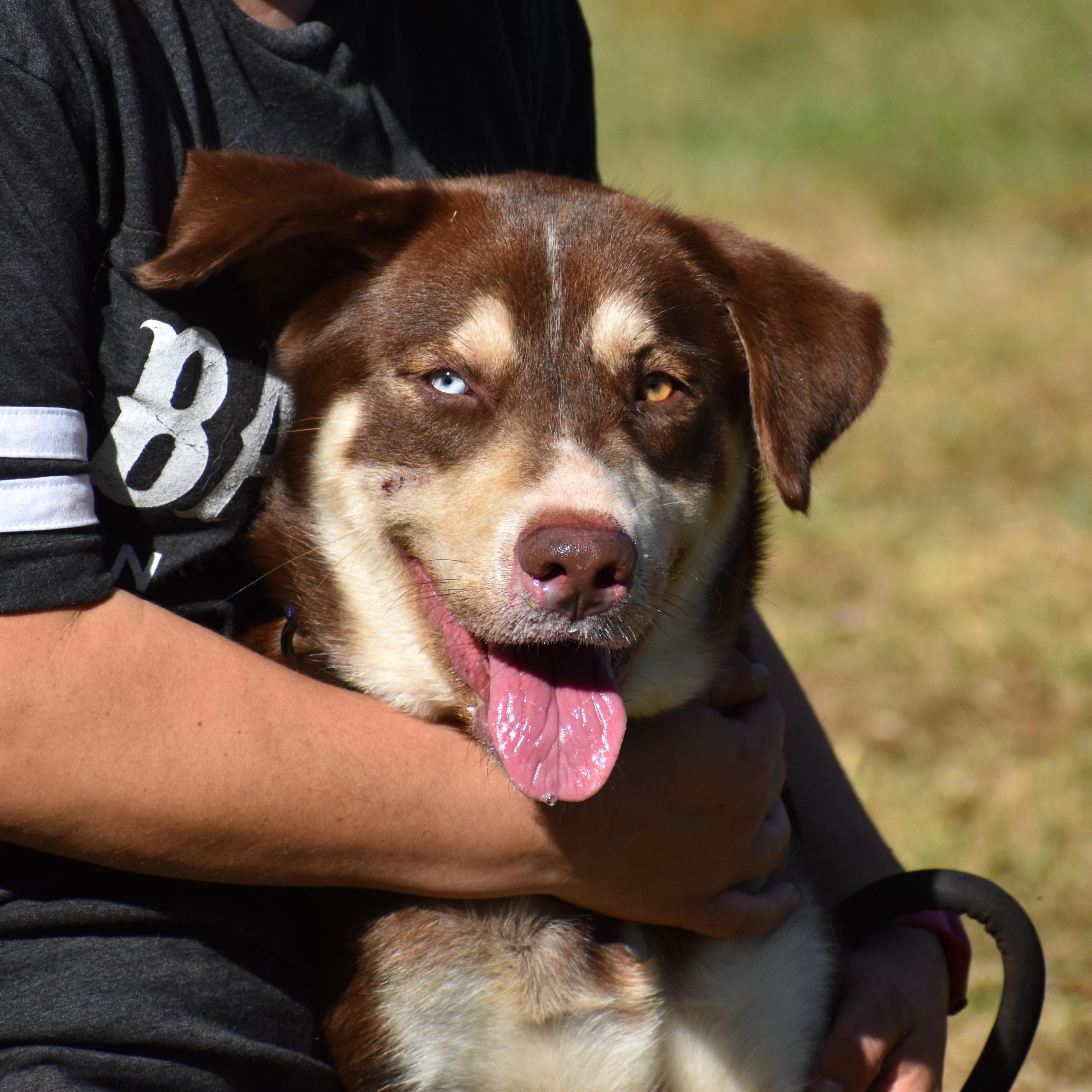 Enlarge Leo Messi, a ADOPTABLE mixed breed in Brooklyn, NY image 1/5