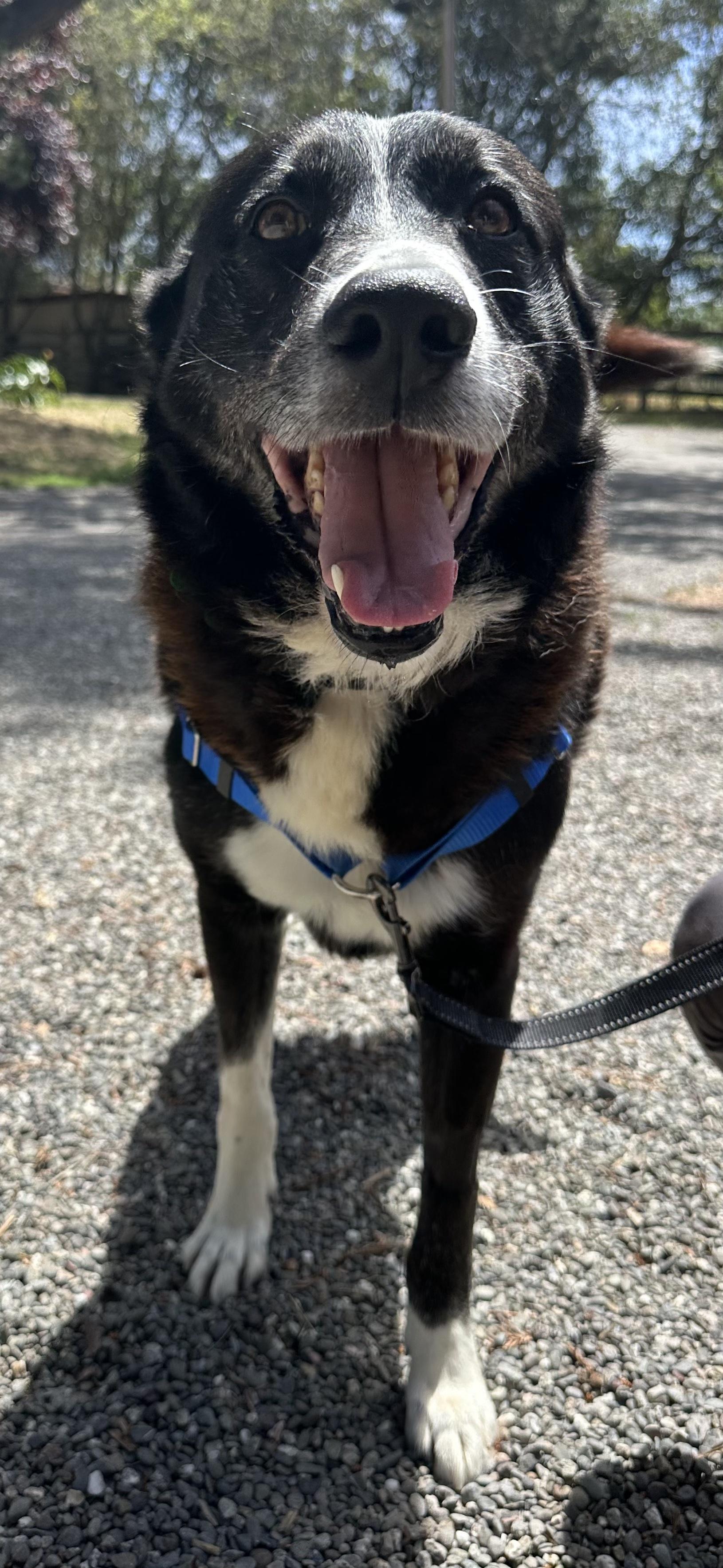 Enlarge Max, a ADOPTABLE mixed breed in Petaluma, CA image 3/3
