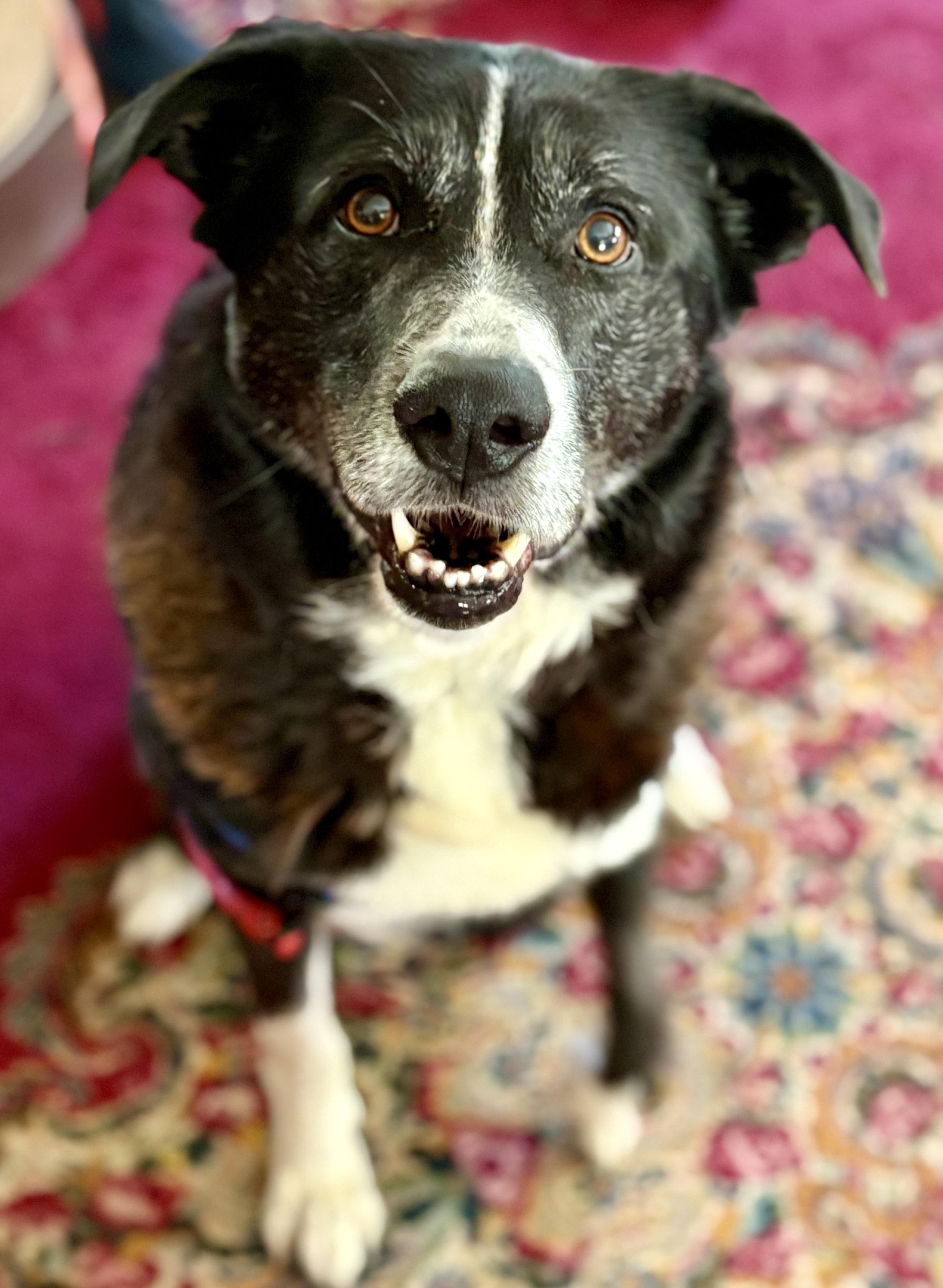 Enlarge Max, a ADOPTABLE mixed breed in Petaluma, CA image 1/3