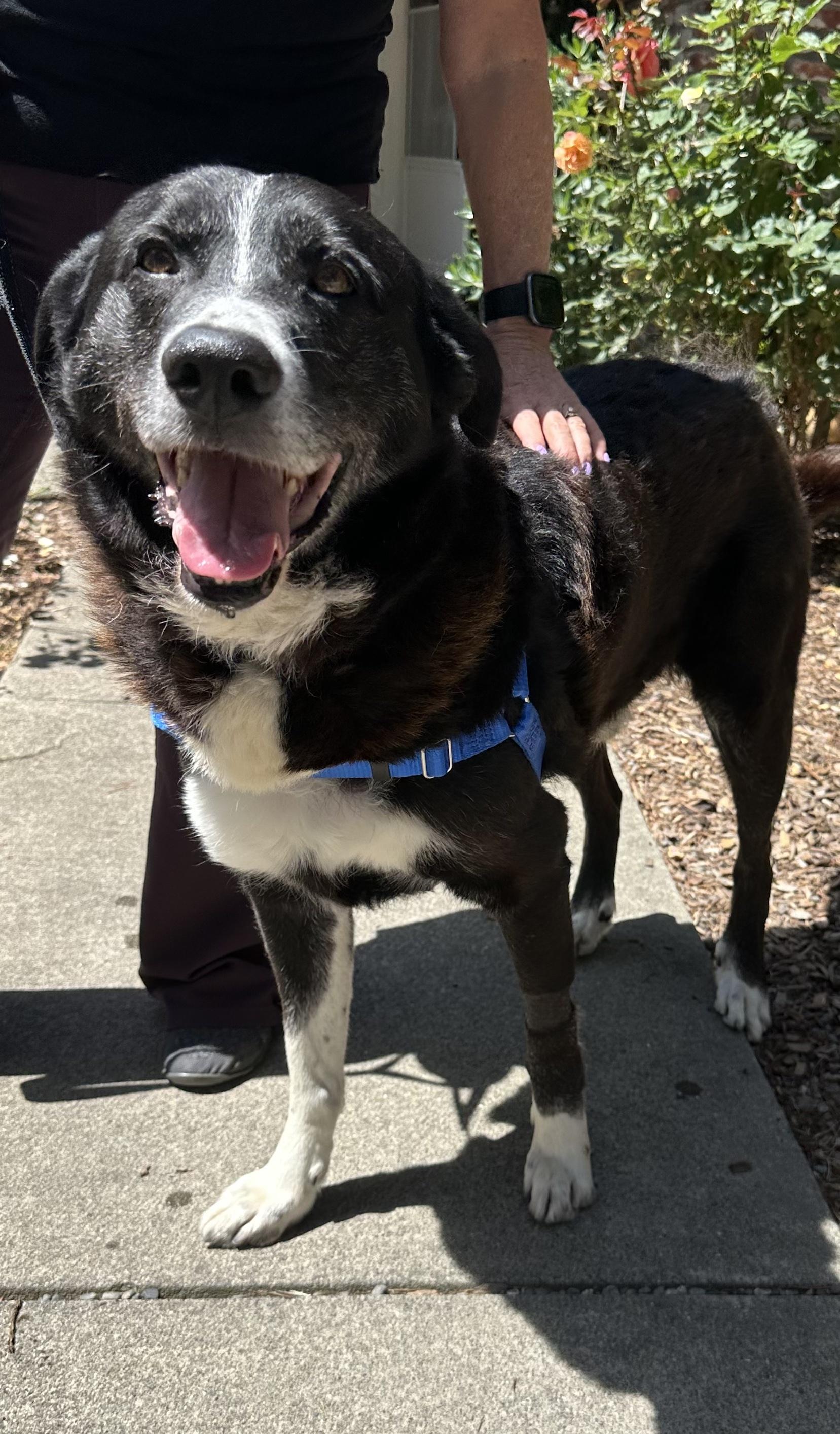 Enlarge Max, a ADOPTABLE mixed breed in Petaluma, CA image 2/3
