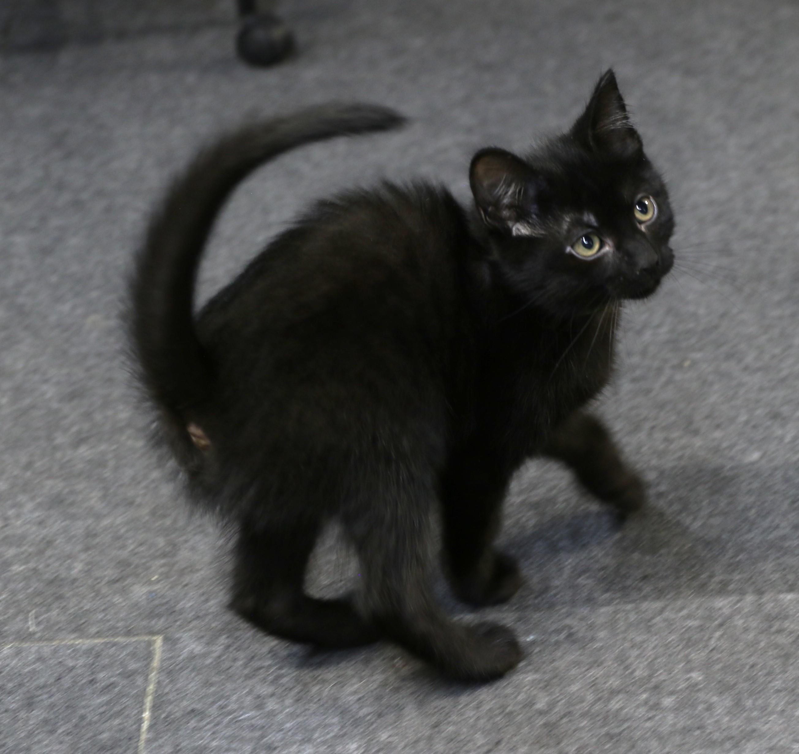 Bora, a ADOPTABLE Domestic Medium Hair in Cut Bank, MT image 4/6