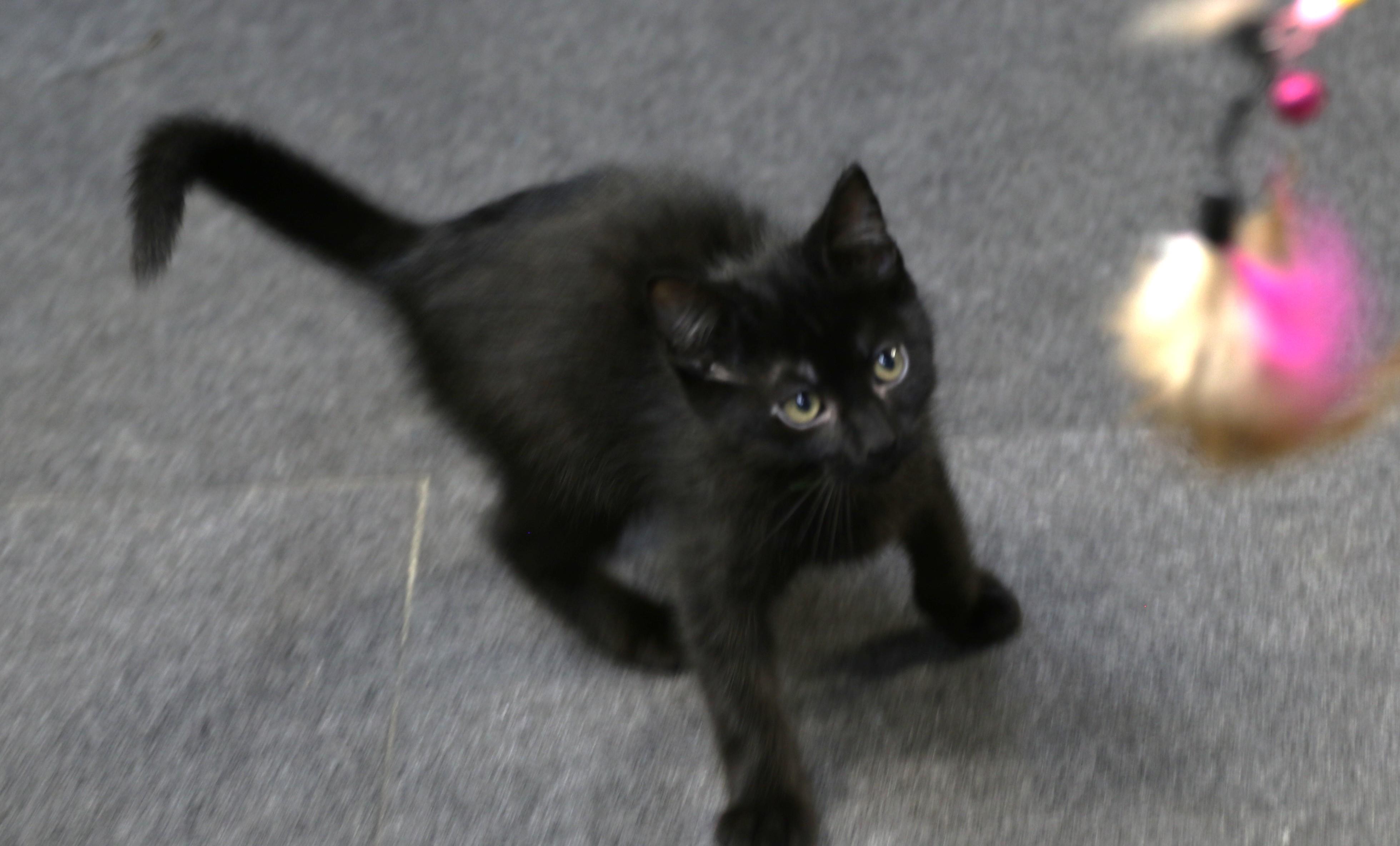 Bora, a ADOPTABLE Domestic Medium Hair in Cut Bank, MT image 6/6