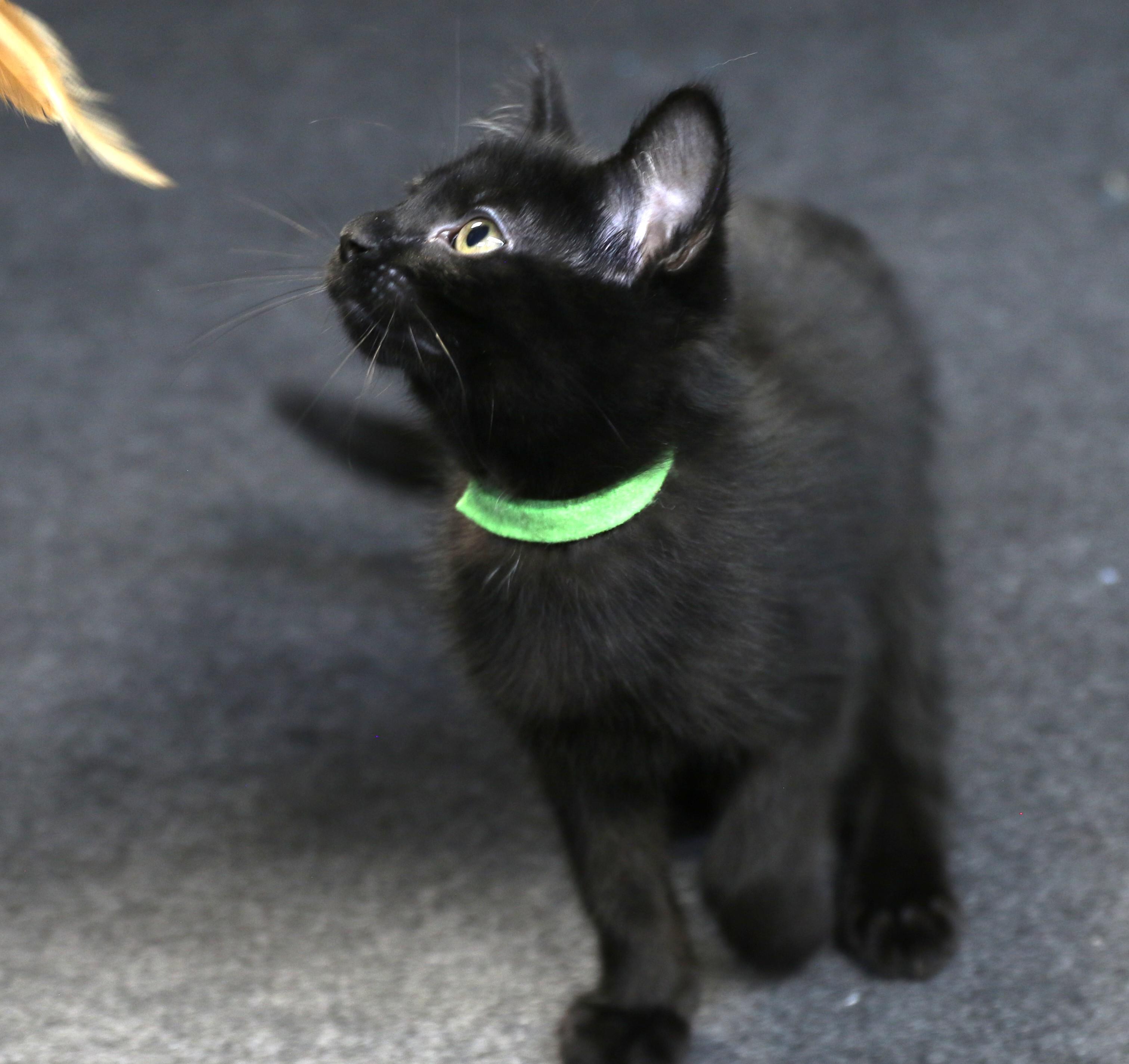 Bora, a ADOPTABLE Domestic Medium Hair in Cut Bank, MT image 2/6