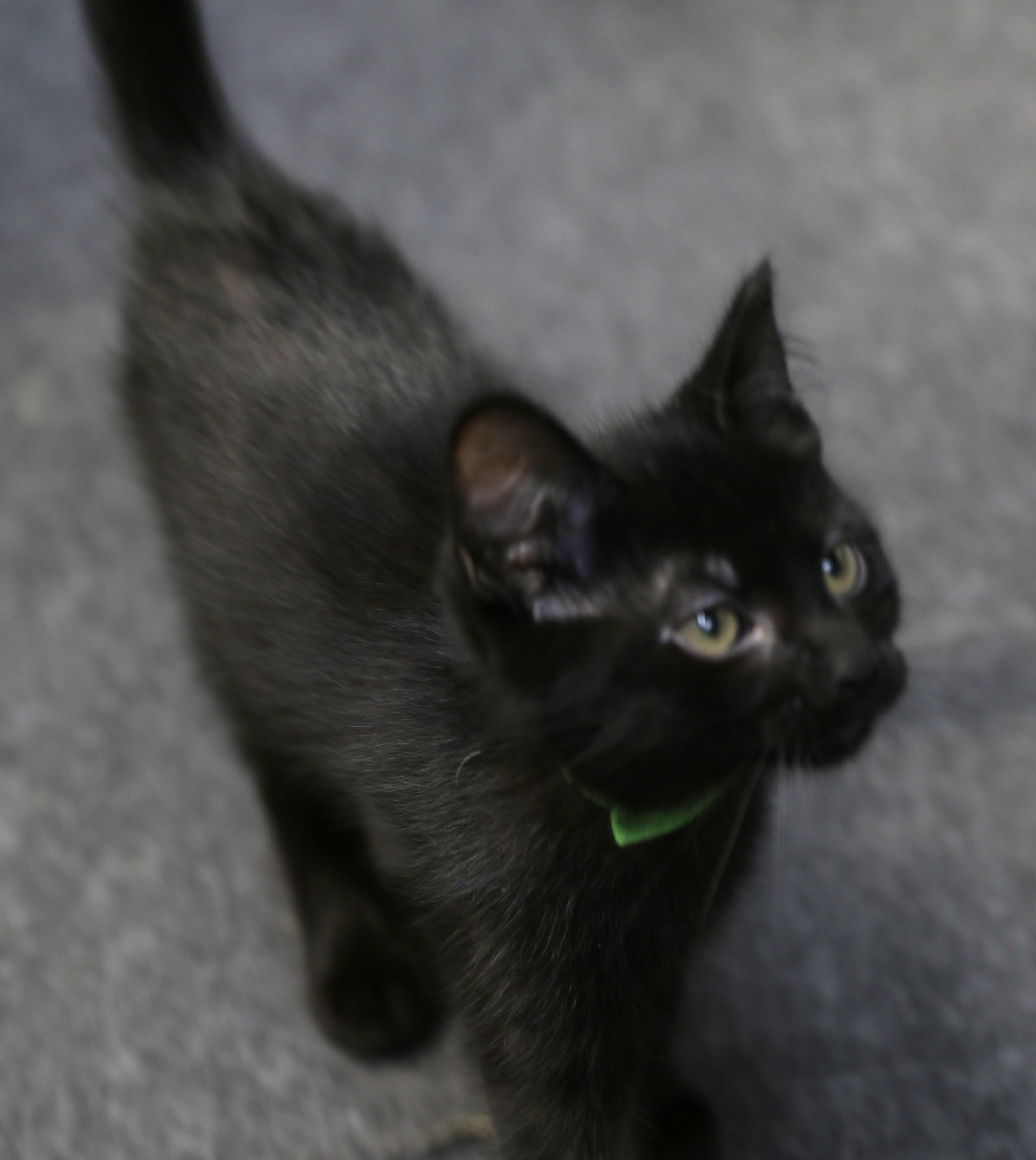 Bora, a ADOPTABLE Domestic Medium Hair in Cut Bank, MT image 1/6