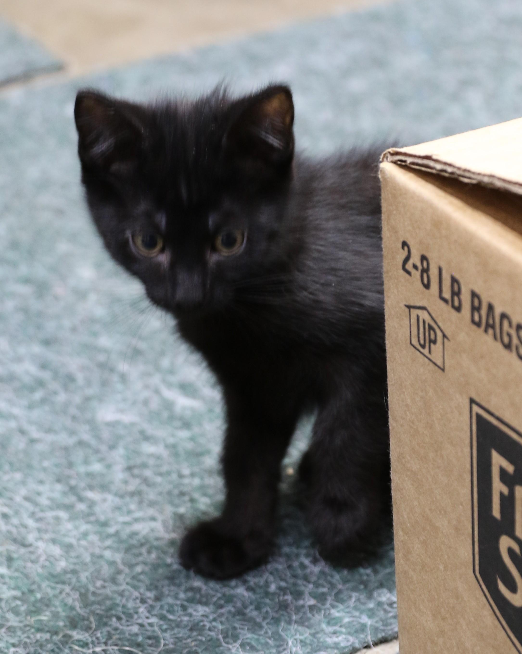 Bora, a ADOPTABLE Domestic Medium Hair in Cut Bank, MT image 5/6