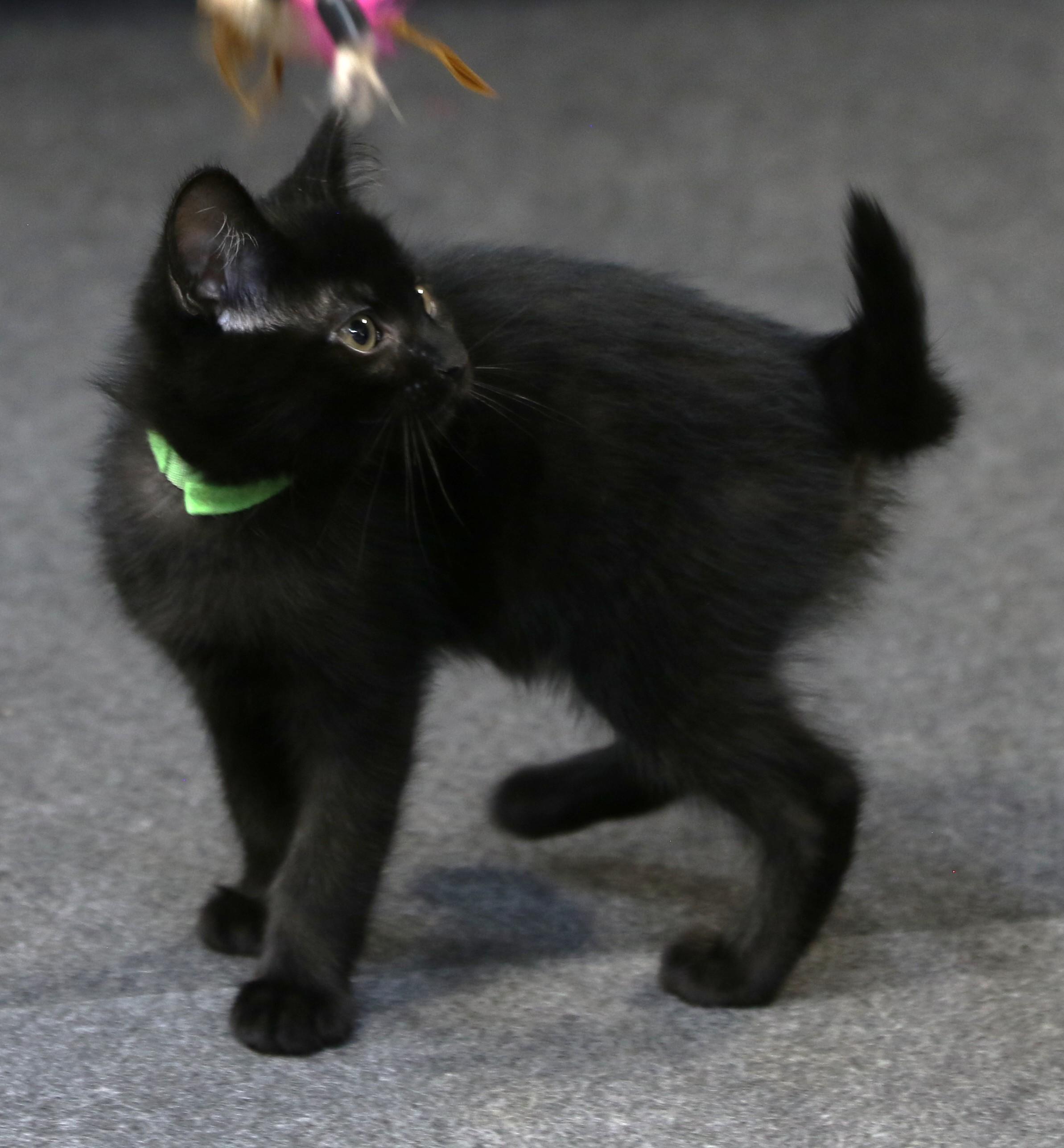 Bora, a ADOPTABLE Domestic Medium Hair in Cut Bank, MT image 3/6