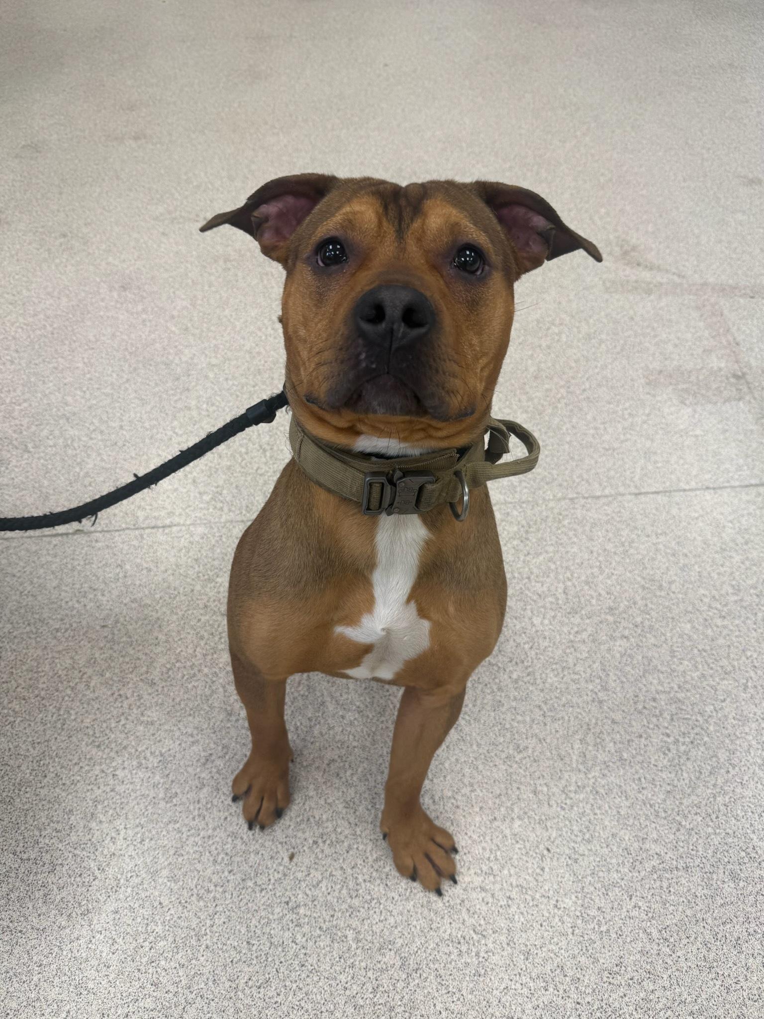 Andre , ADOPTABLE, Adult Male Pit Bull Terrier.