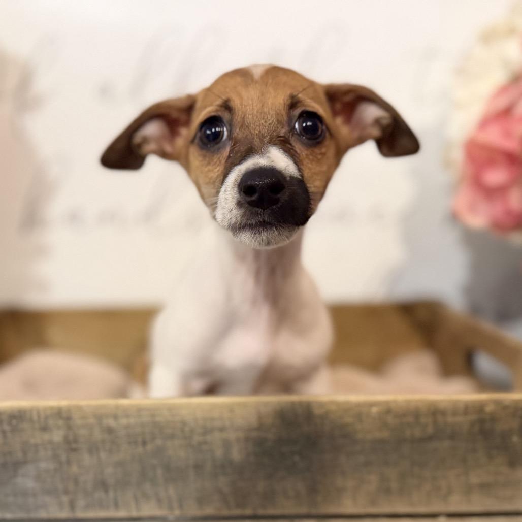 Fizzy, Adoptable, Puppy Female Jack Russell Terrier & Chihuahua.