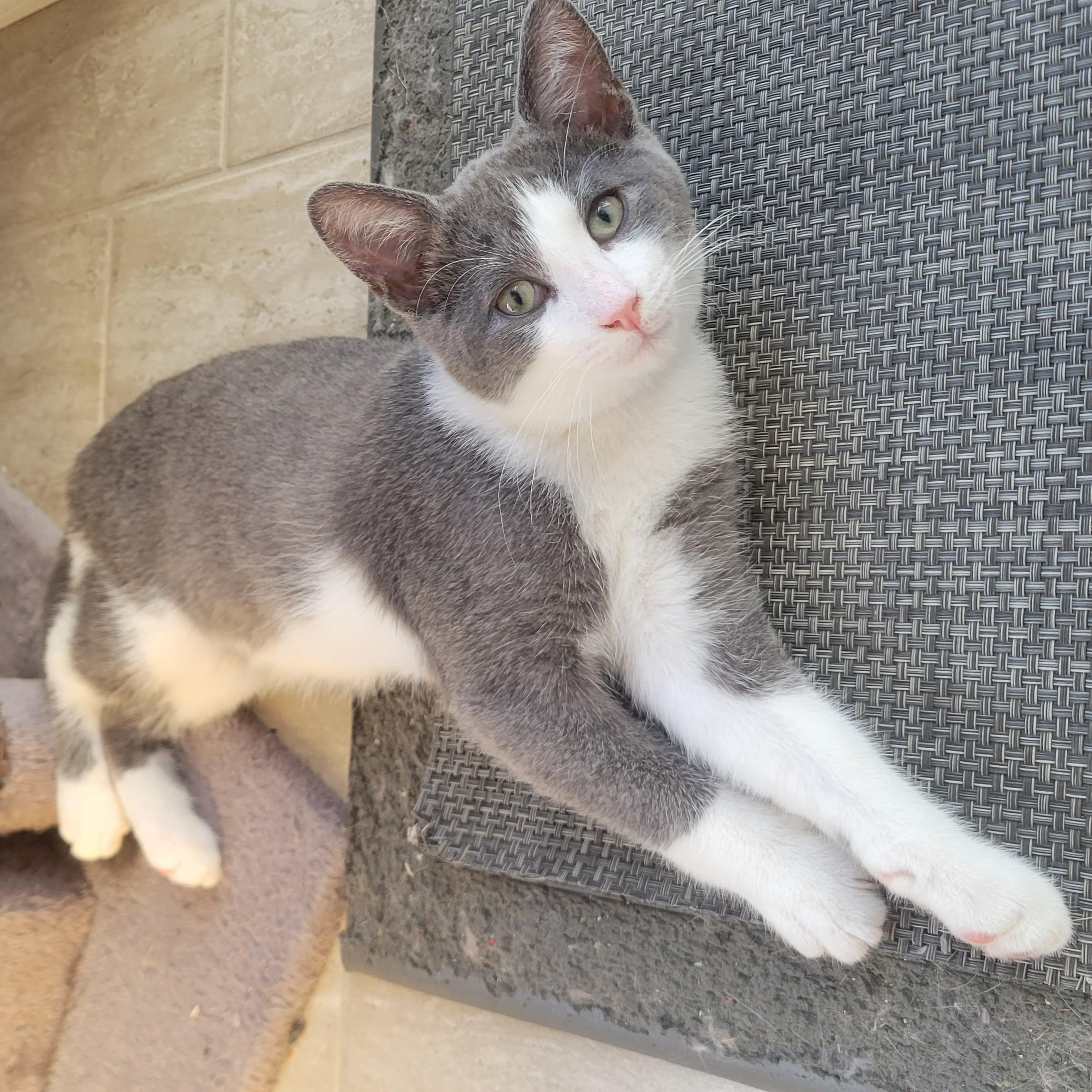Enlarge Flash, a Adoptable Domestic Short Hair in Wakefield, QC image 2/4