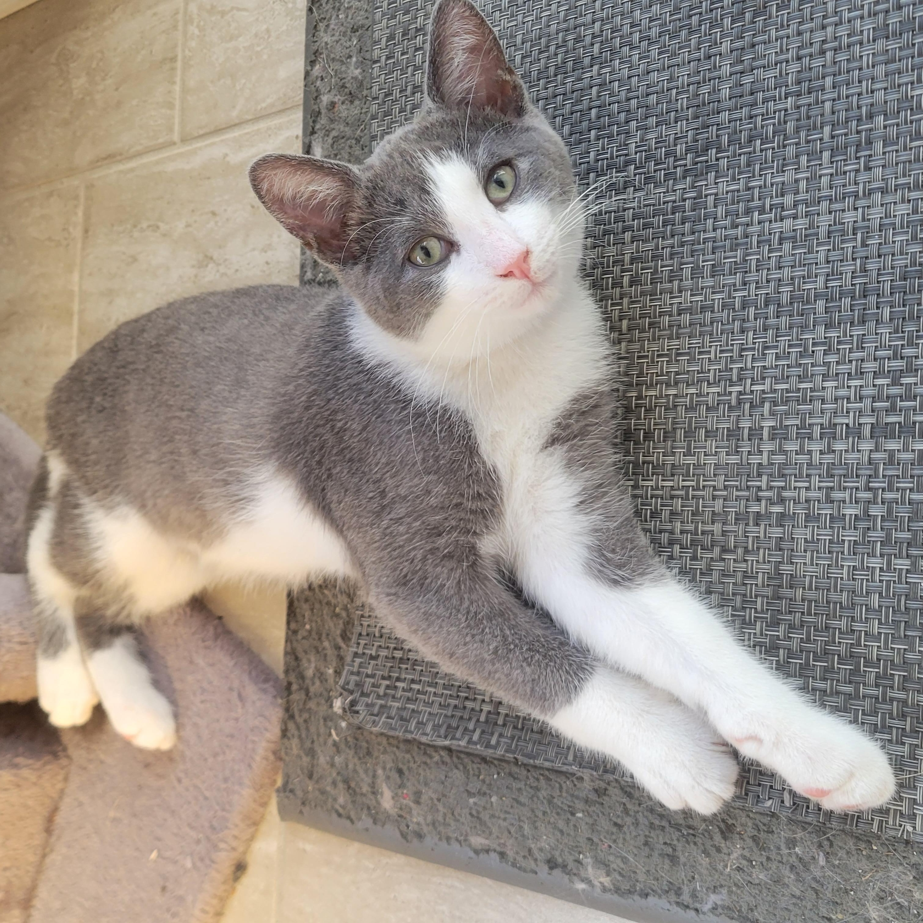 Enlarge Flash, a Adoptable Domestic Short Hair in Wakefield, QC image 1/6