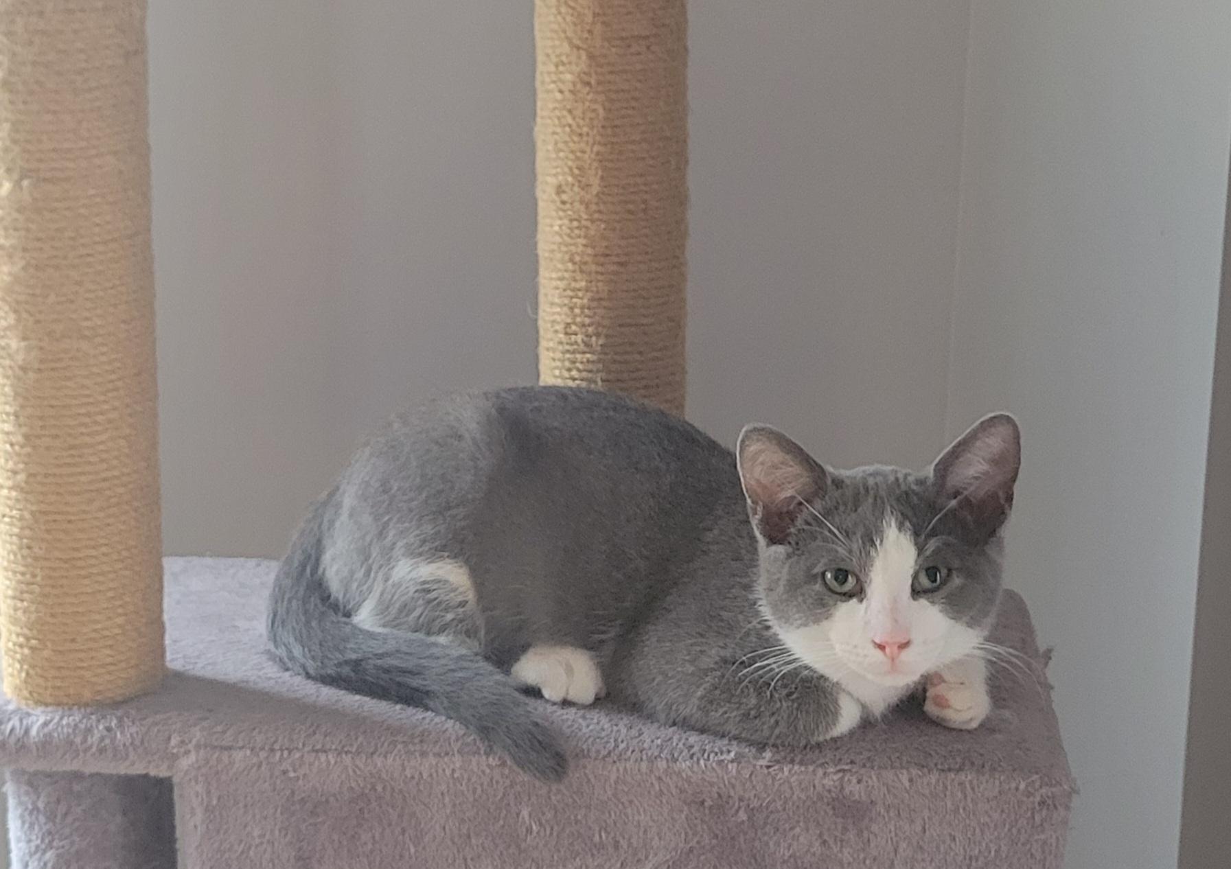 Enlarge Flash, a Adoptable Domestic Short Hair in Wakefield, QC image 3/4