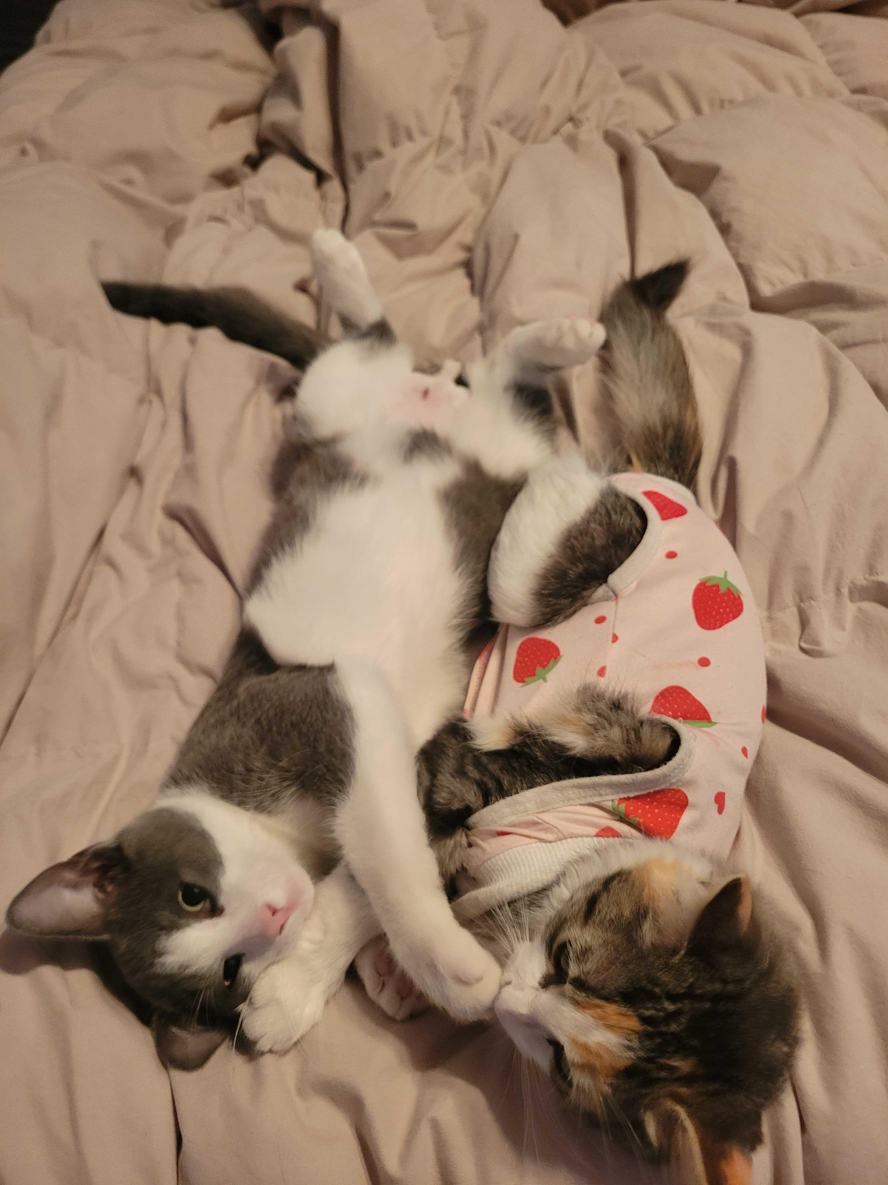 Enlarge Flash, a Adoptable Domestic Short Hair in Wakefield, QC image 5/6