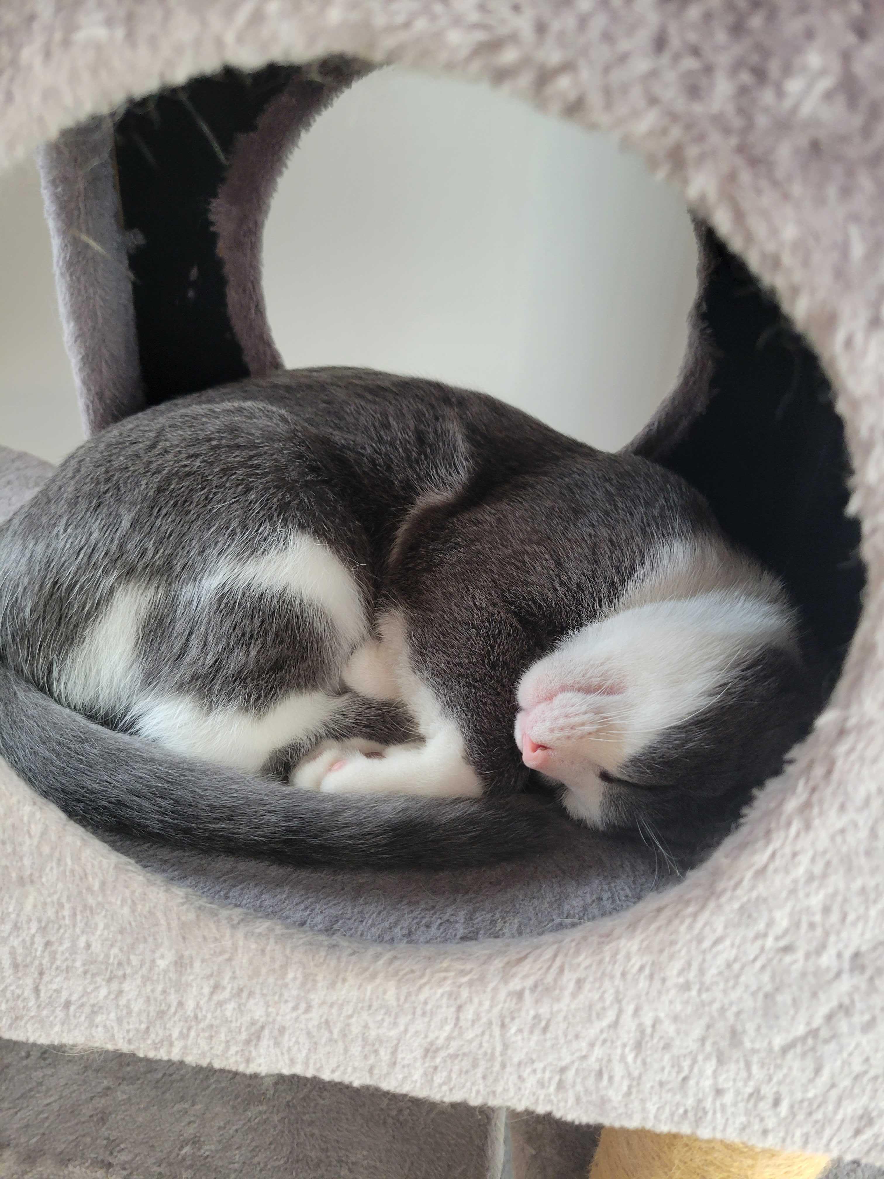 Enlarge Flash, a Adoptable Domestic Short Hair in Wakefield, QC image 3/6