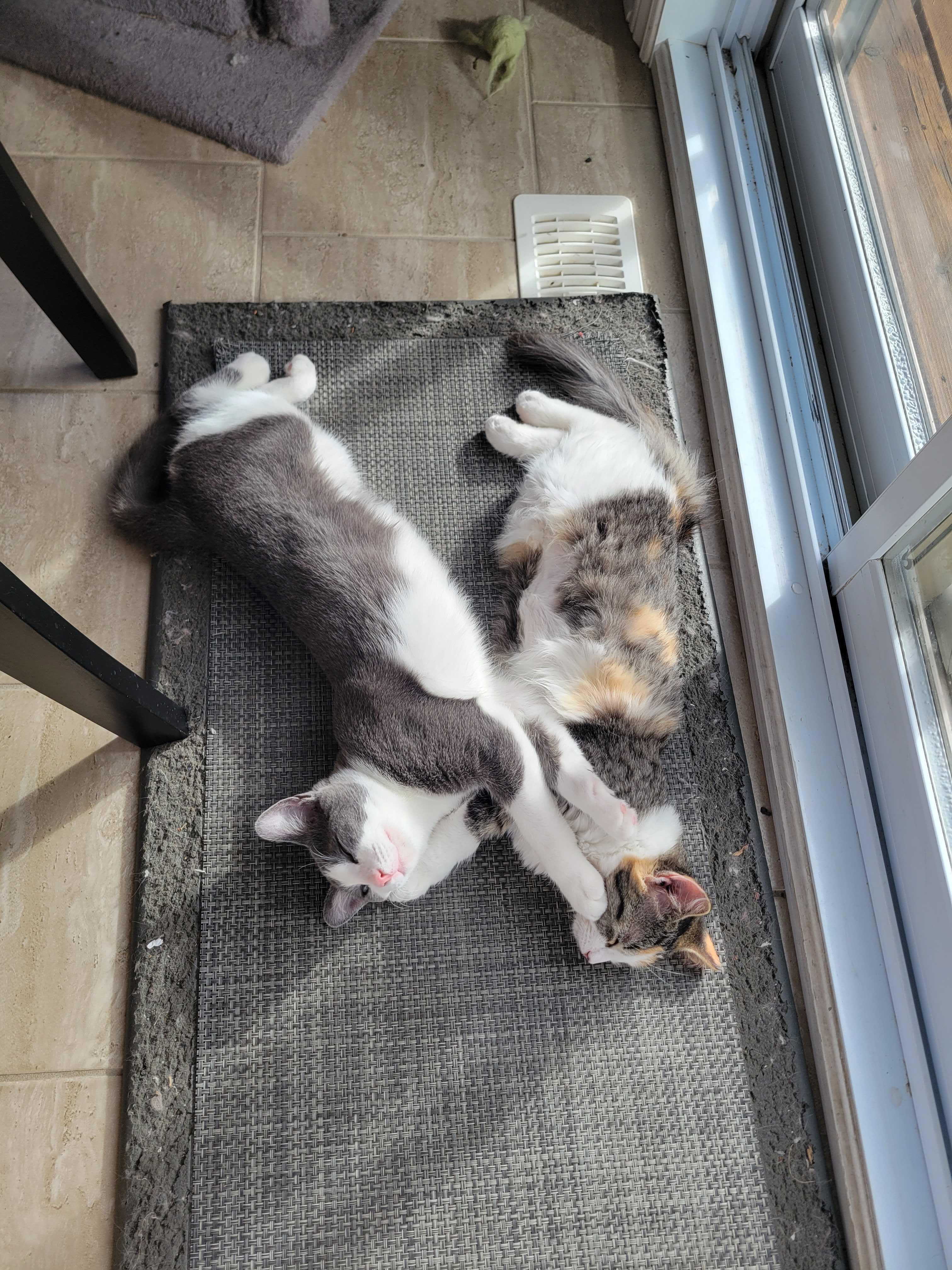 Enlarge Flash, a Adoptable Domestic Short Hair in Wakefield, QC image 2/6