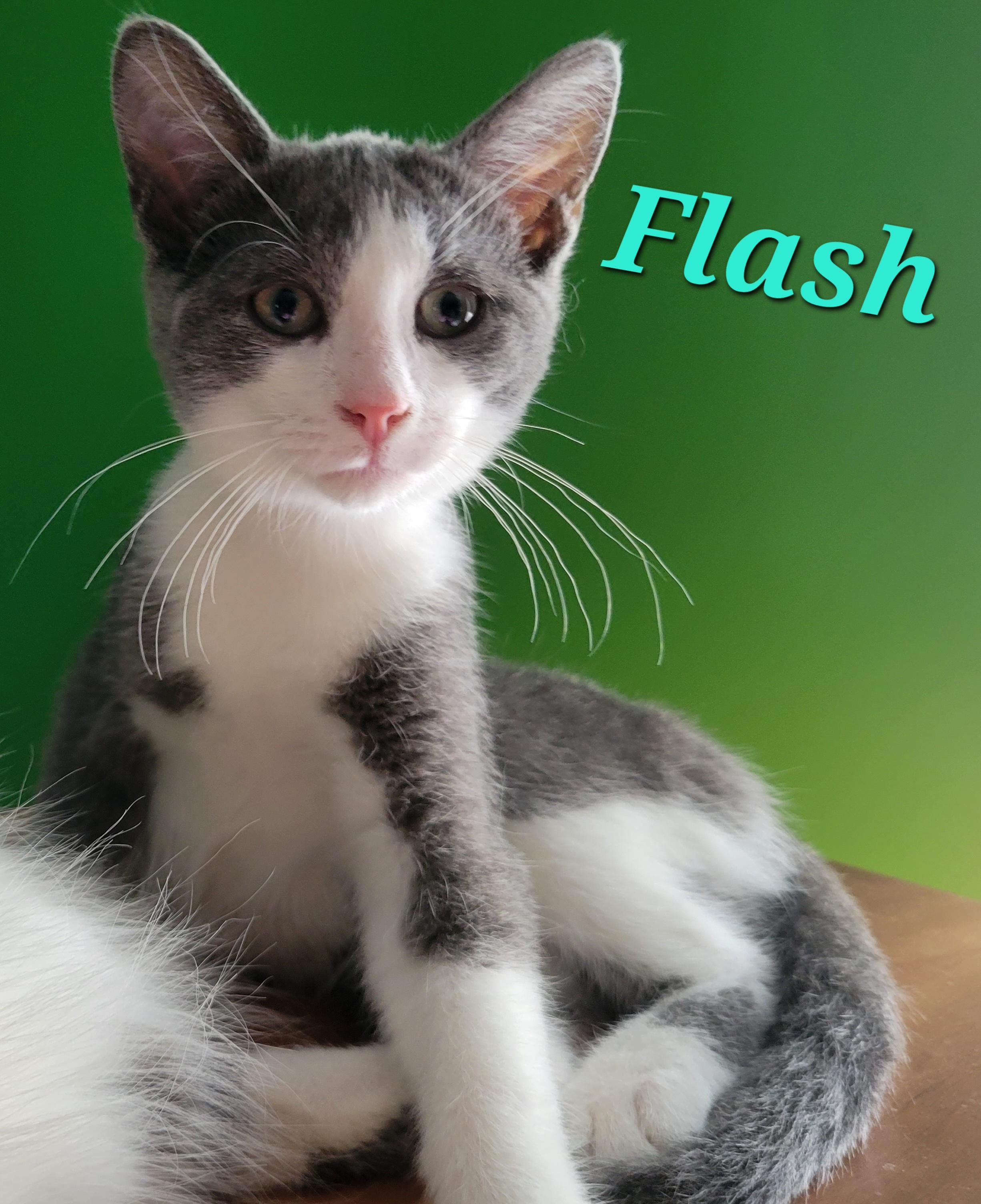 Flash, Adoptable, Kitten Male Domestic Short Hair.