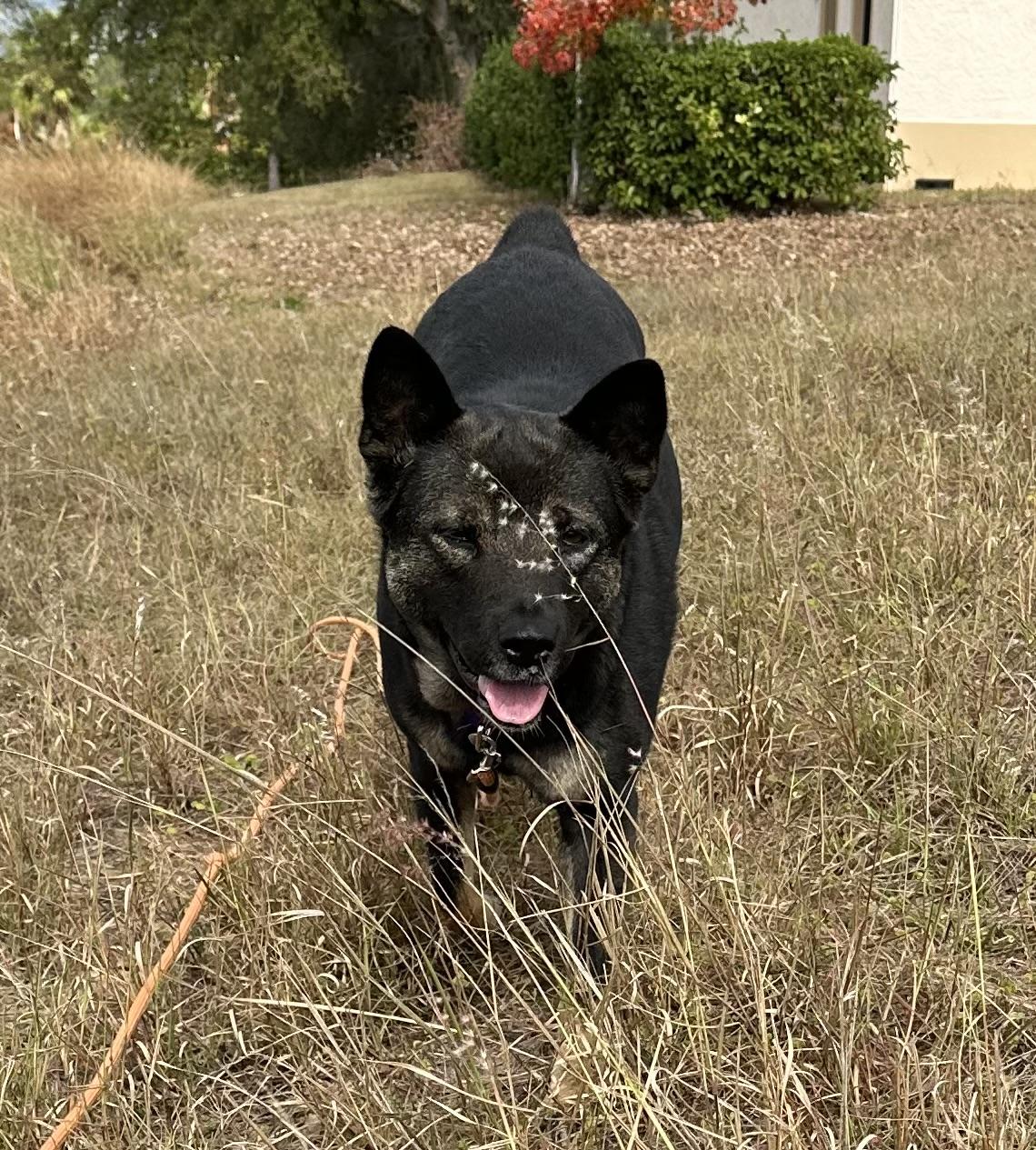 Mimosa, Adult Female Cattle Dog