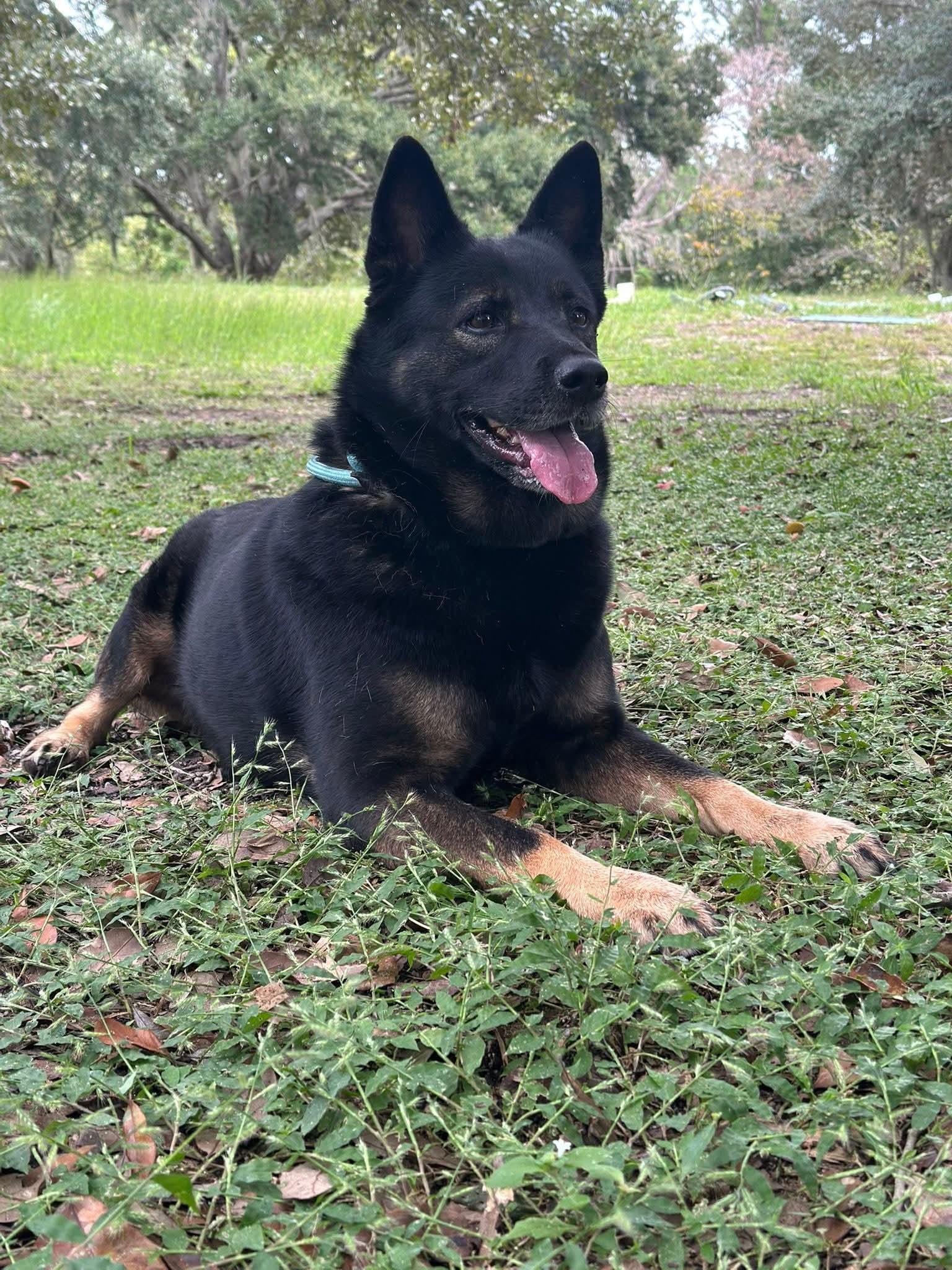 Enlarge Mimosa, a Adoptable mixed breed in Clermont, FL image 2/5