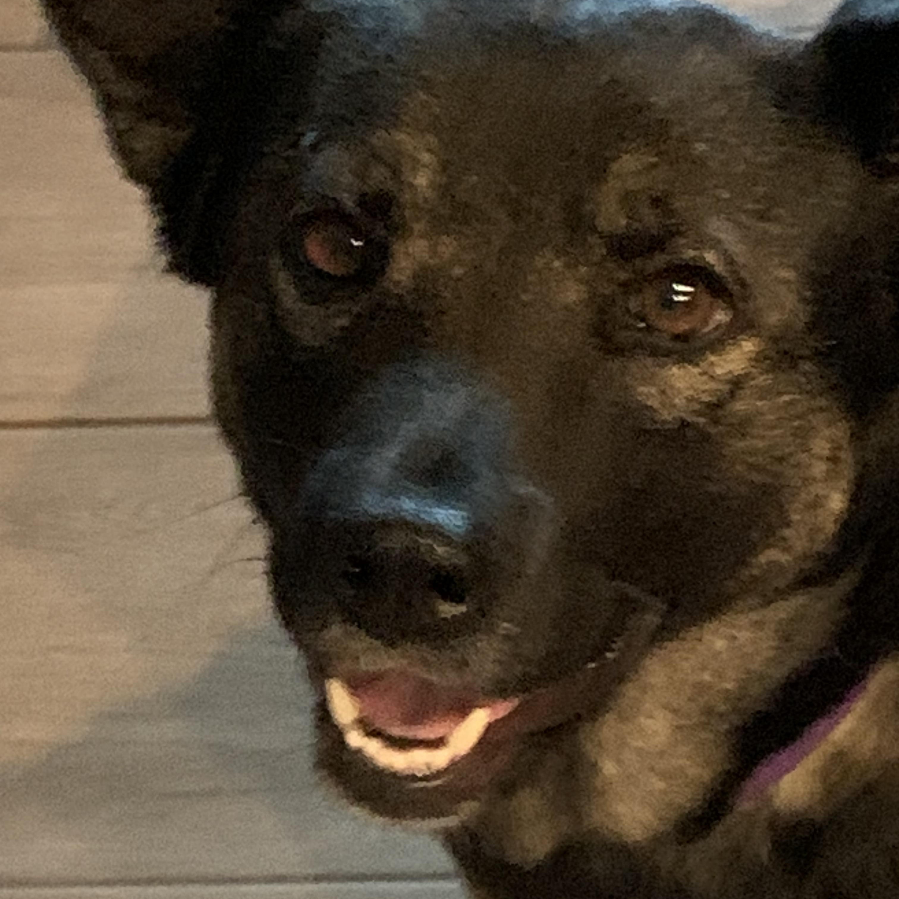 Enlarge Mimosa, a Adoptable mixed breed in Clermont, FL image 5/5