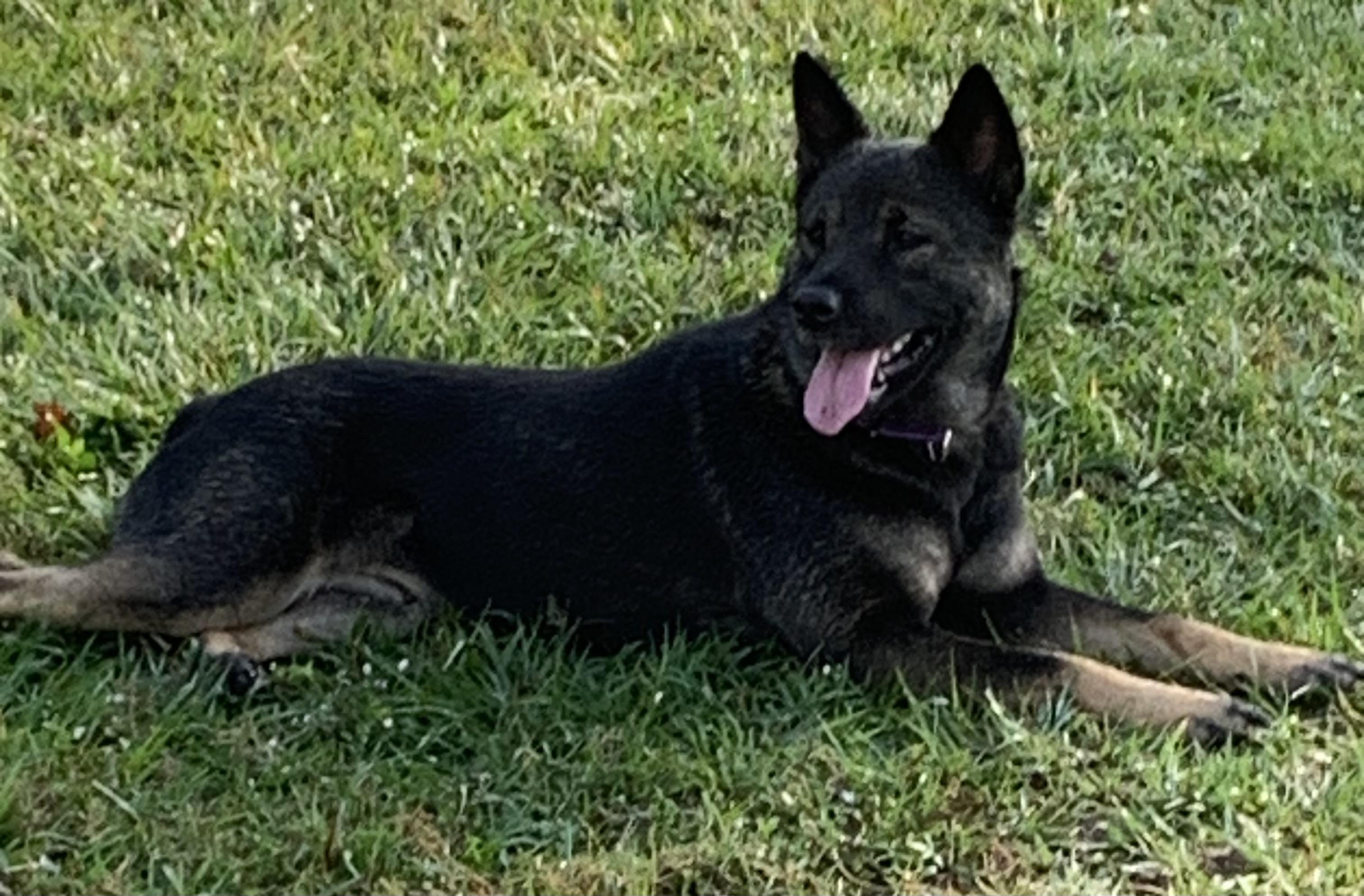 Enlarge Mimosa, a Adoptable mixed breed in Clermont, FL image 2/5