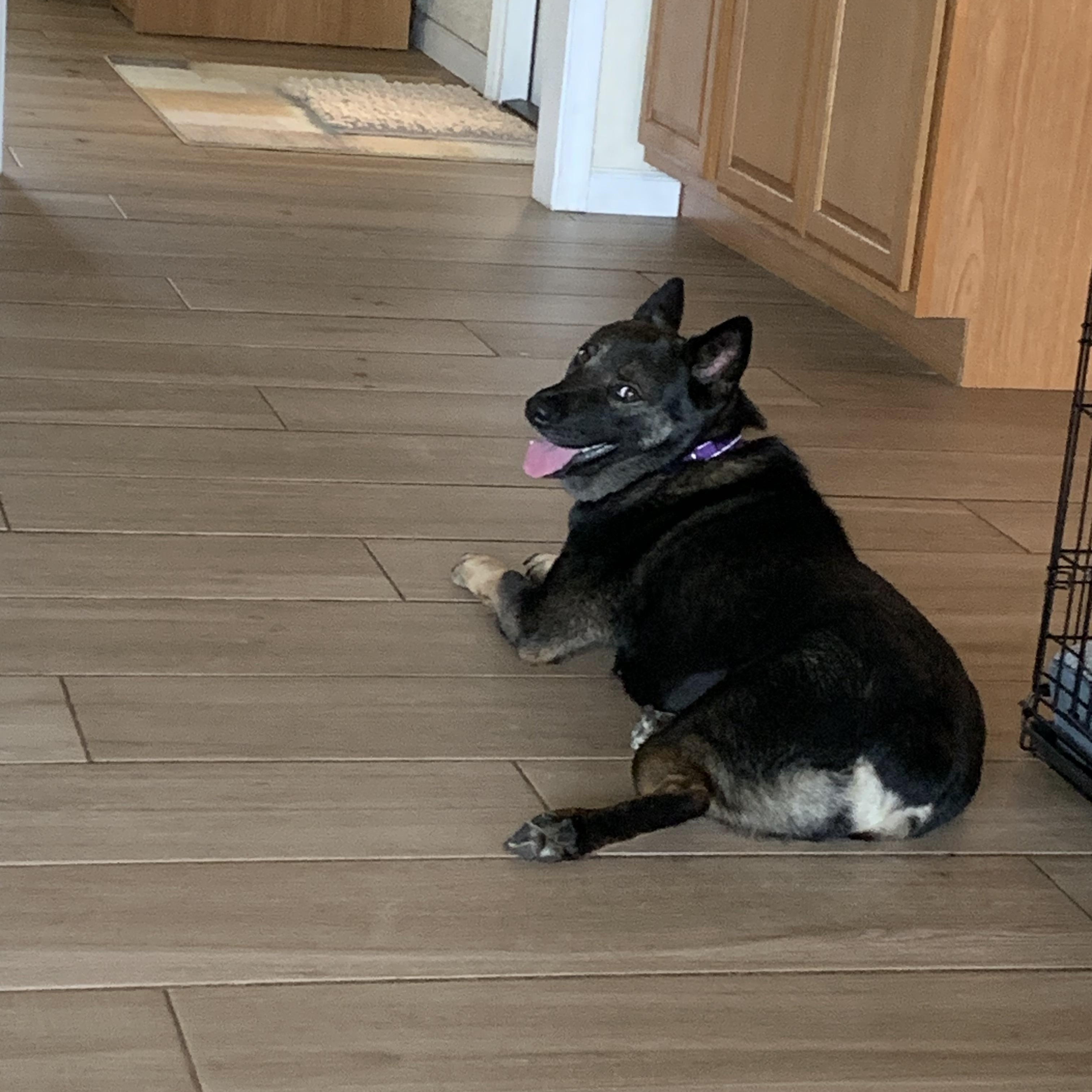 Enlarge Mimosa, a Adoptable mixed breed in Clermont, FL image 4/5