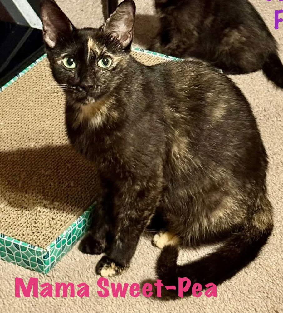 Enlarge Sweet Pea, a Adoptable Tortoiseshell in San Antonio, TX image 1/3