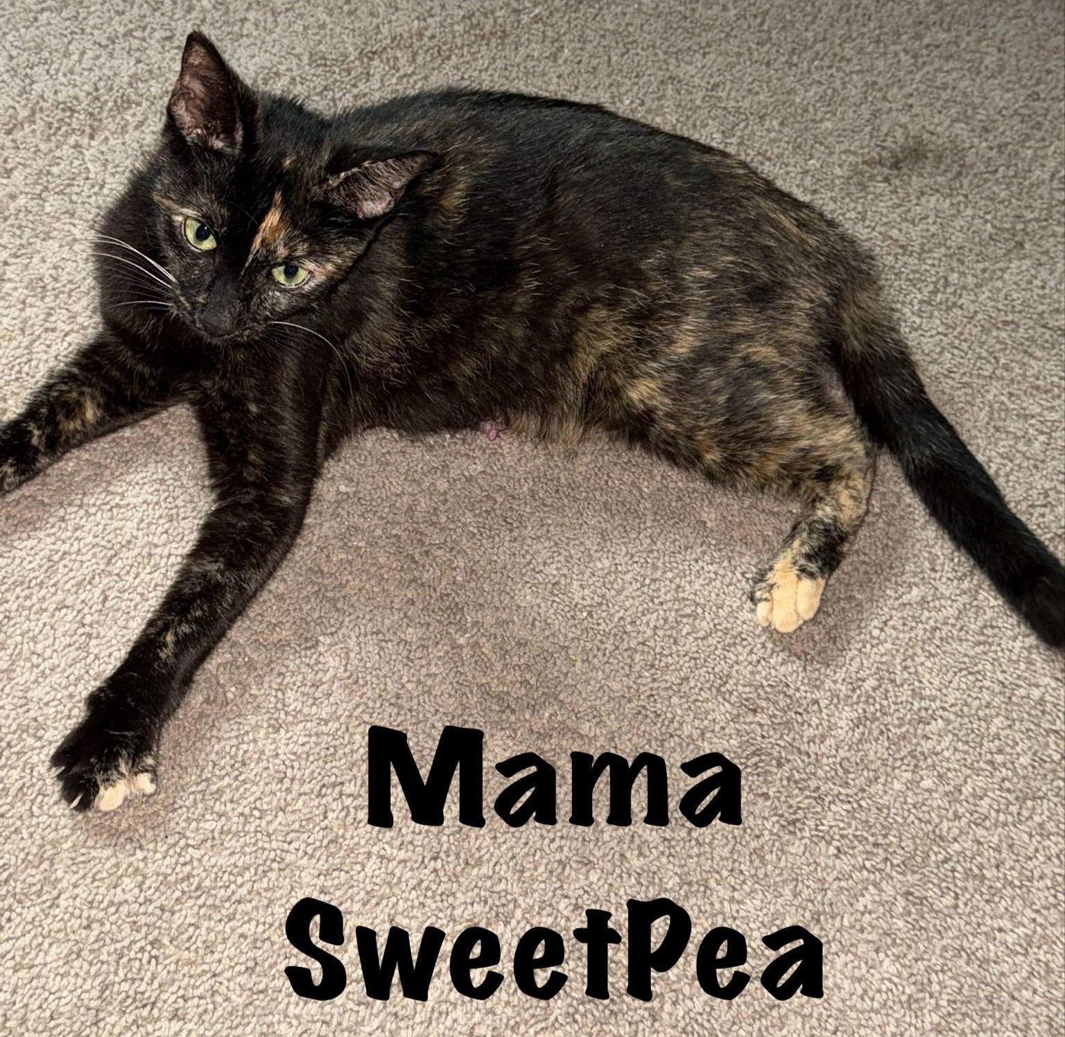 Enlarge Sweet Pea, a Adoptable Tortoiseshell in San Antonio, TX image 2/3