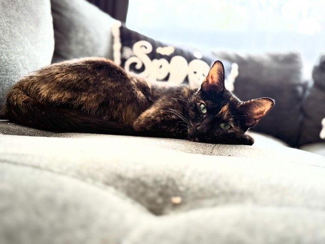 Enlarge Sweet Pea, a Adoptable Tortoiseshell in San Antonio, TX image 3/3